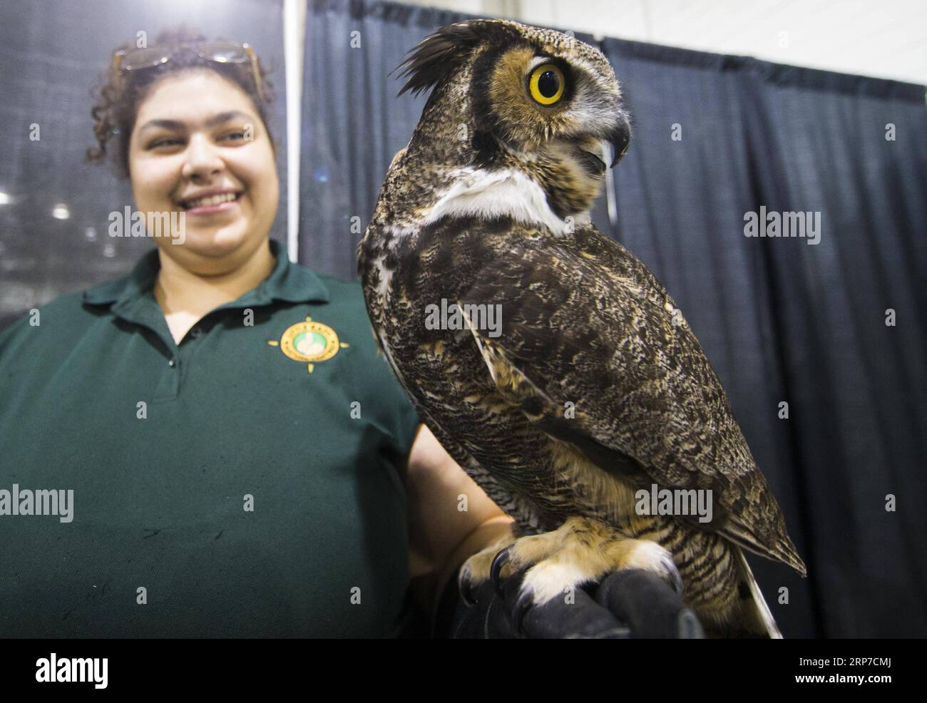 (190203) -- TORONTO, 3. Februar 2019 -- eine Eule wird während des Wildlife Festivals 2019 in Toronto, Kanada, am 3. Februar 2019 gesehen. Dieses von Samstag bis Sonntag stattfindende Festival mit Papageien, Riesenschlangen, Geiern, Faultieren und vielem mehr bietet mehr als 40 Live-Tierausstellungen für Besucher, die mehr über Tierrettung und Tierschutz erfahren. ) CANADA-TORONTO-WILDLIFE FESTIVAL ZouxZheng PUBLICATIONxNOTxINxCHN Stockfoto