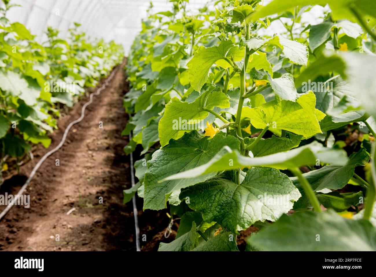 Gewächshaus reiht Pflanzen mit Blumen Stockfoto