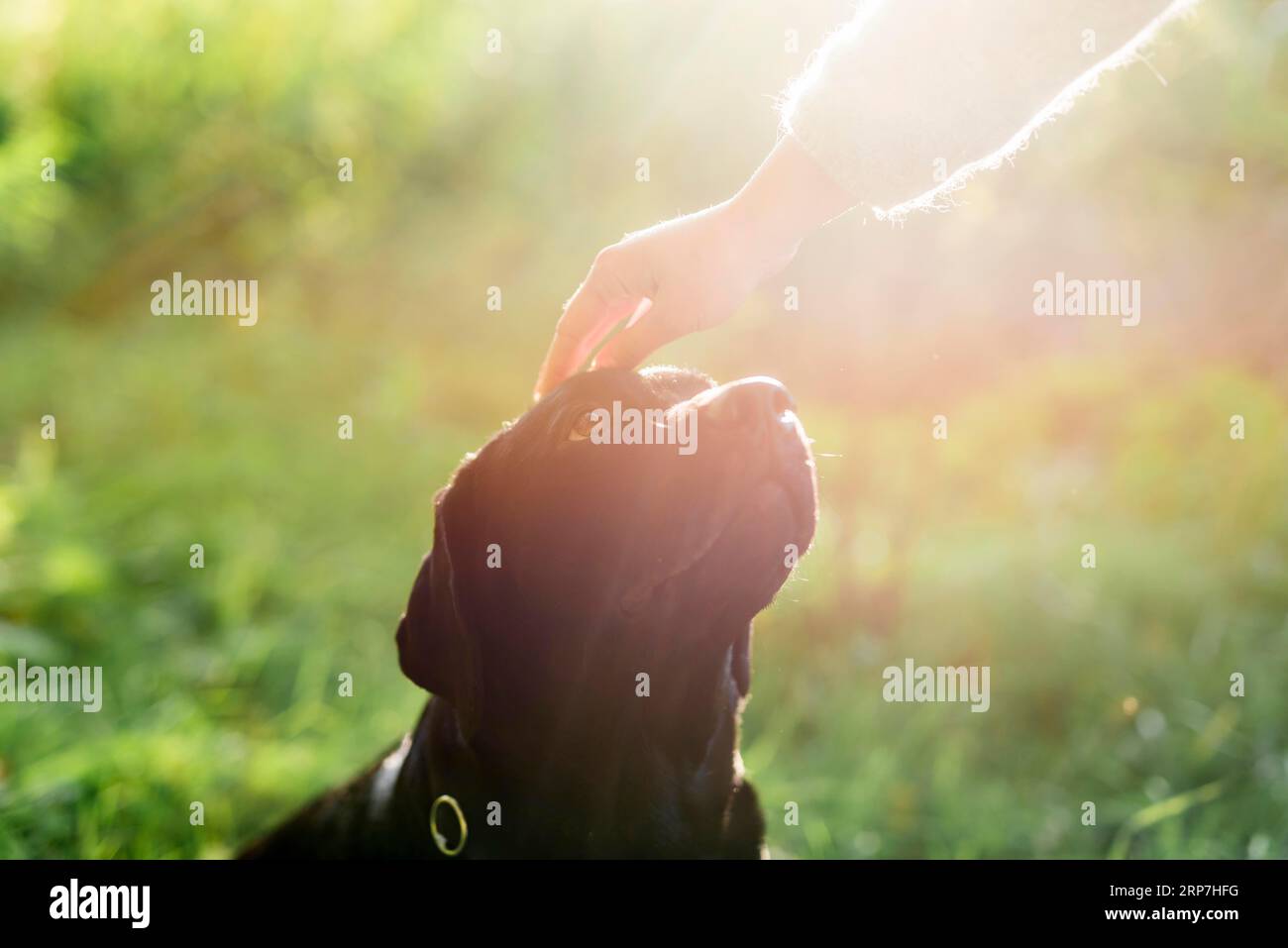 Die Hand des Besitzers streichelt ihren Hundekopf mit Sonnenlicht Stockfoto