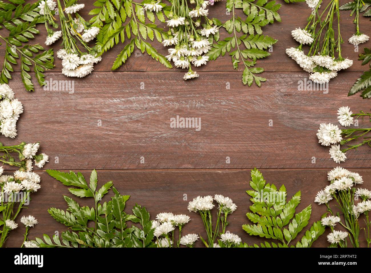 Weiße Blumen, grüne Blätter Stockfoto