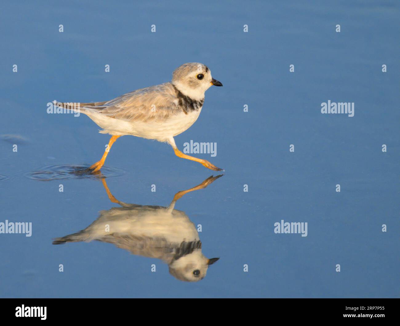Pflugzeug (Charadrius melodus) entlang der Meeresküste, mit Reflexion im Flachwasser, Galveston, Texas, USA. Stockfoto