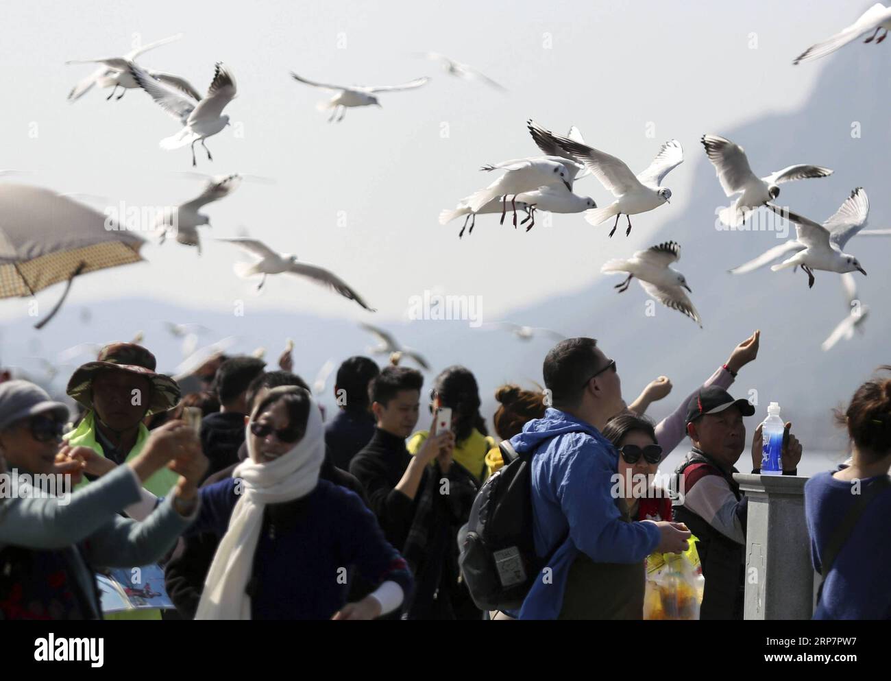 (190210) -- KUNMING, 10. Februar 2019 -- Touristen sehen schwarze Möwen am Dianchi-See in Kunming, Hauptstadt der südwestchinesischen Provinz Yunnan, 10. Februar 2019. Chinas Einnahmen aus inländischem Tourismus stiegen während des einwöchigen Frühlingsfests, der am Sonntag endet, um 513,9 Milliarden Yuan (etwa 76,21 Milliarden US-Dollar), was einer jährlichen Steigerung von 8,2 Prozent entspricht, so das Ministerium für Kultur und Tourismus. Insgesamt wurden während der Feiertage 415 Millionen Reisen quer durch das Land unternommen, was nach Angaben des ministeriums jährlich um 7,6 Prozent zunahm. Die traditionelle Kultur war einer der Favoriten der Reisenden Stockfoto