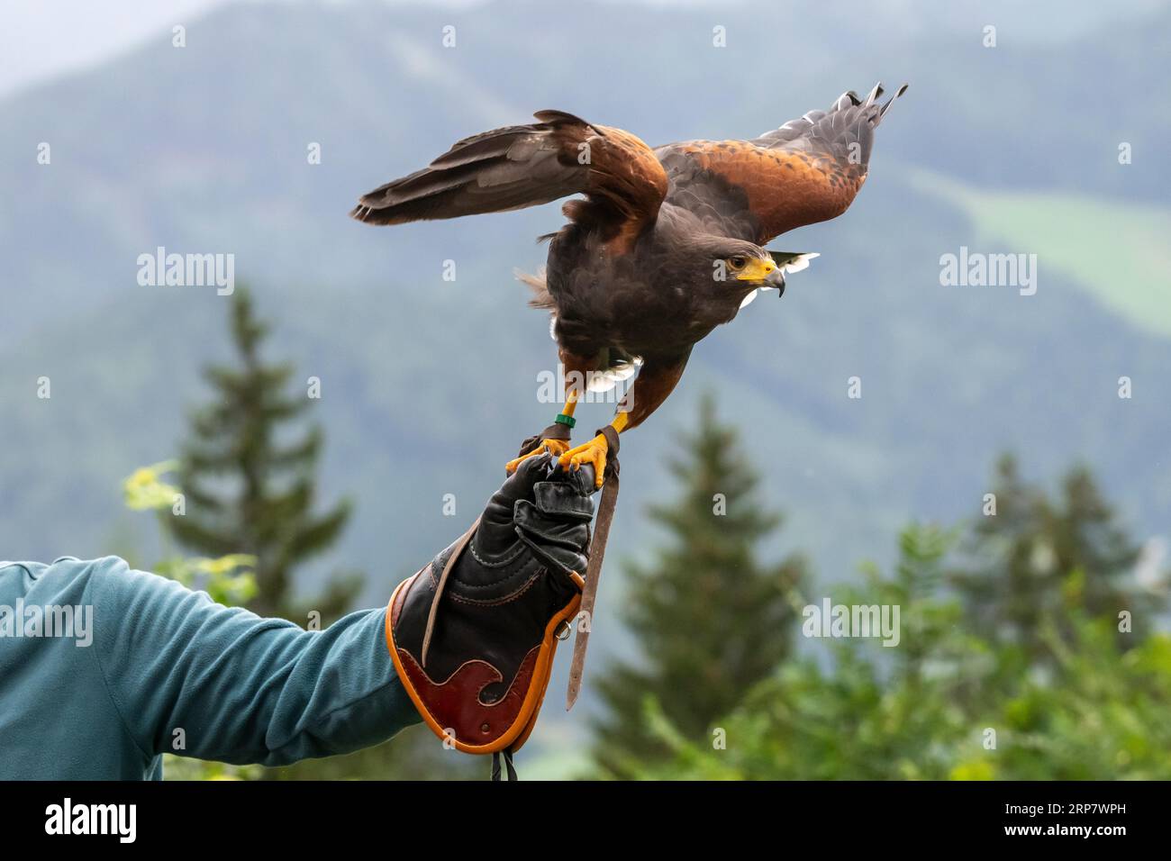 Der Rote Kite (Milvus milvus) löst sich aus der Hand des Trainers, Wildpark Mautern, Steiermark, Österreich Stockfoto