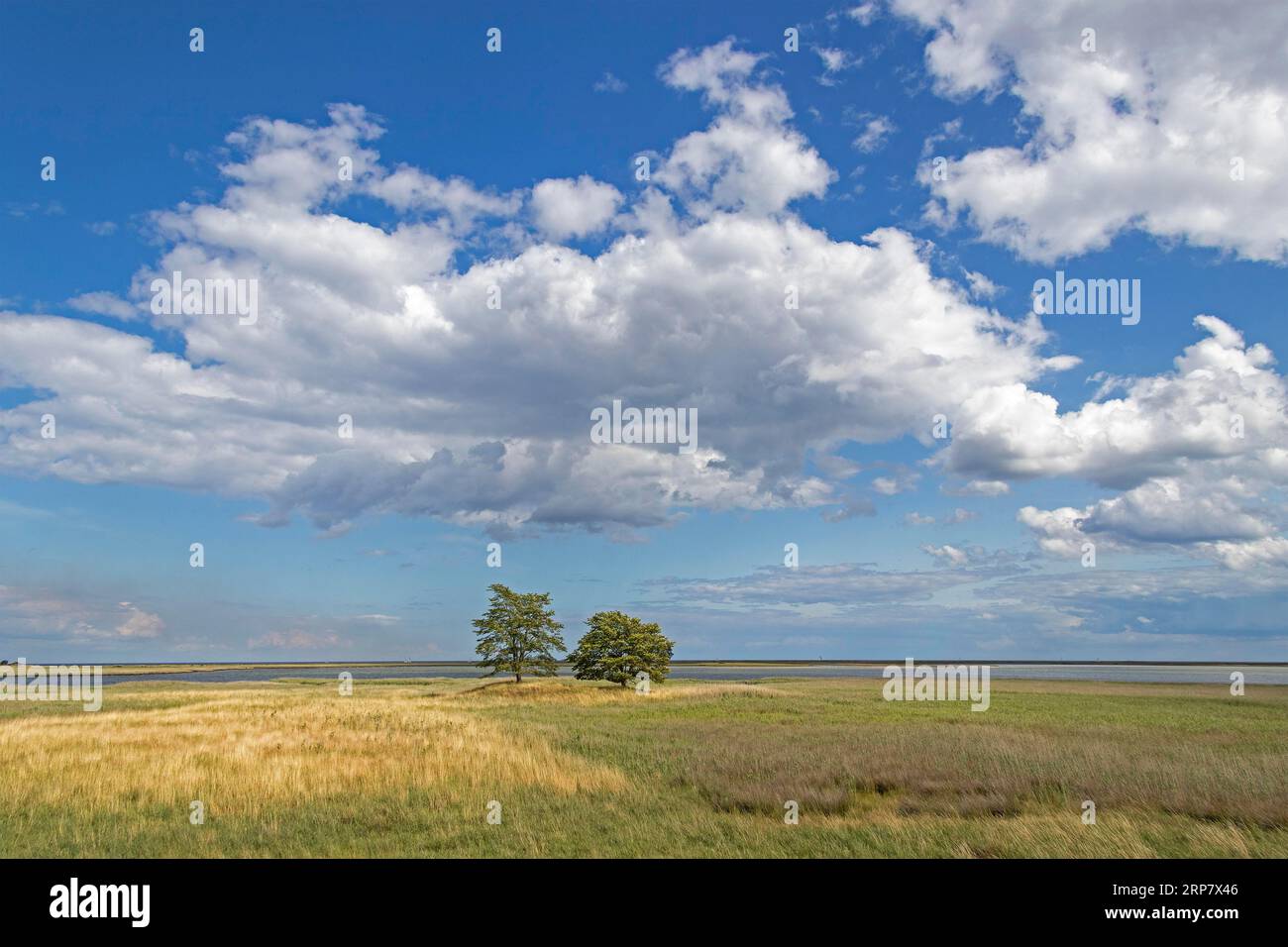 Bäume, Naturschutzgebiet, Küste bei Maasholm, Schleswig-Holstein, Deutschland Stockfoto