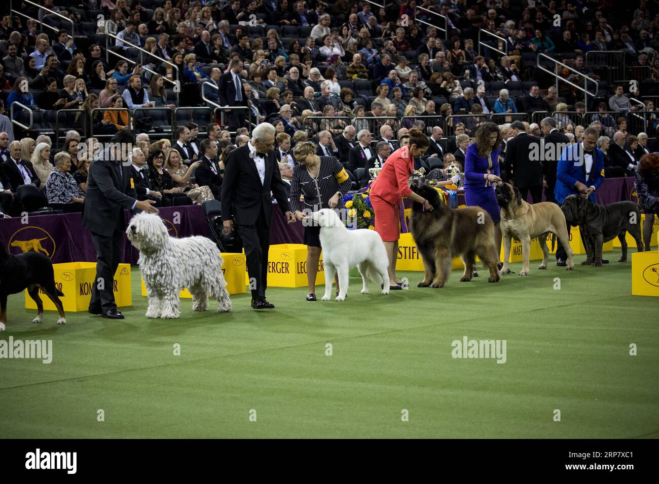 (190213) -- NEW YORK, 13. Februar 2019 -- Hunde in der Arbeitsgruppe treten während der 143. Westminster Kennel Club Dog Show im Madison Square Garden in New York, USA, am 12. Februar 2019 an. Die 143. Jährliche Westminster Kennel Club Dog Show endete am Dienstag mit dem Drahtstichterrier King, der in diesem Jahr mit der Best in Show ausgezeichnet wurde. ) US-NEW YORK-HUNDESHOW MichaelxNagle PUBLICATIONxNOTxINxCHN Stockfoto