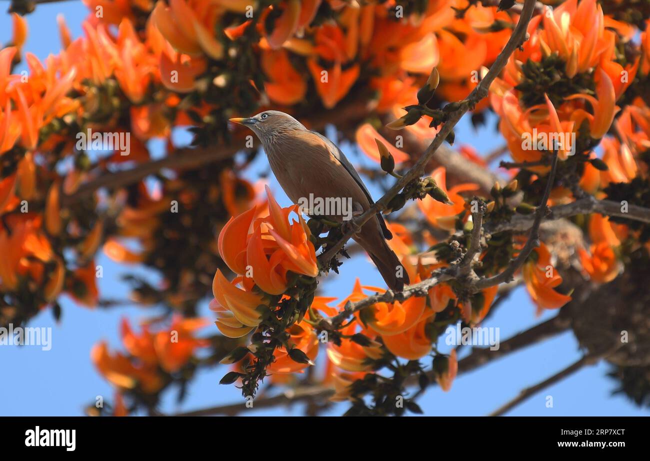 (190213) -- TRIPURA, 13. Februar 2019 -- Ein Kastanienschwanz-Stern sammelt Nektar, als die Frühjahrssaison am?Feb. In Agartala, der Hauptstadt von Indiens nordöstlichem Bundesstaat Tripura, ankommt. 13 , 2019. ) INDIA-TRIPURA-NATURE-BIRD Stringer PUBLICATIONxNOTxINxCHN Stockfoto
