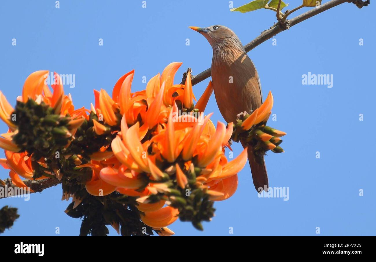 (190213) -- TRIPURA, 13. Februar 2019 -- Ein Kastanienschwanz-Stern sammelt Nektar, als die Frühjahrssaison am?Feb. In Agartala, der Hauptstadt von Indiens nordöstlichem Bundesstaat Tripura, ankommt. 13 , 2019. ) INDIA-TRIPURA-NATURE-BIRD Stringer PUBLICATIONxNOTxINxCHN Stockfoto