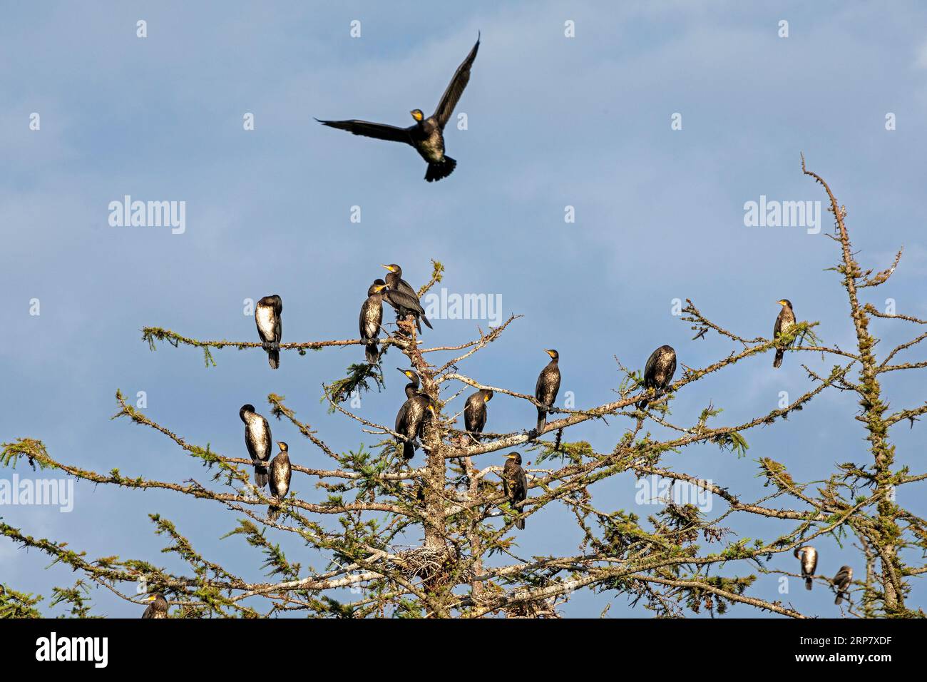 Kormorankolonie, fliegender Kormoran, Baum, Geltinger Birk, Schleswig-Holstein, Deutschland Stockfoto