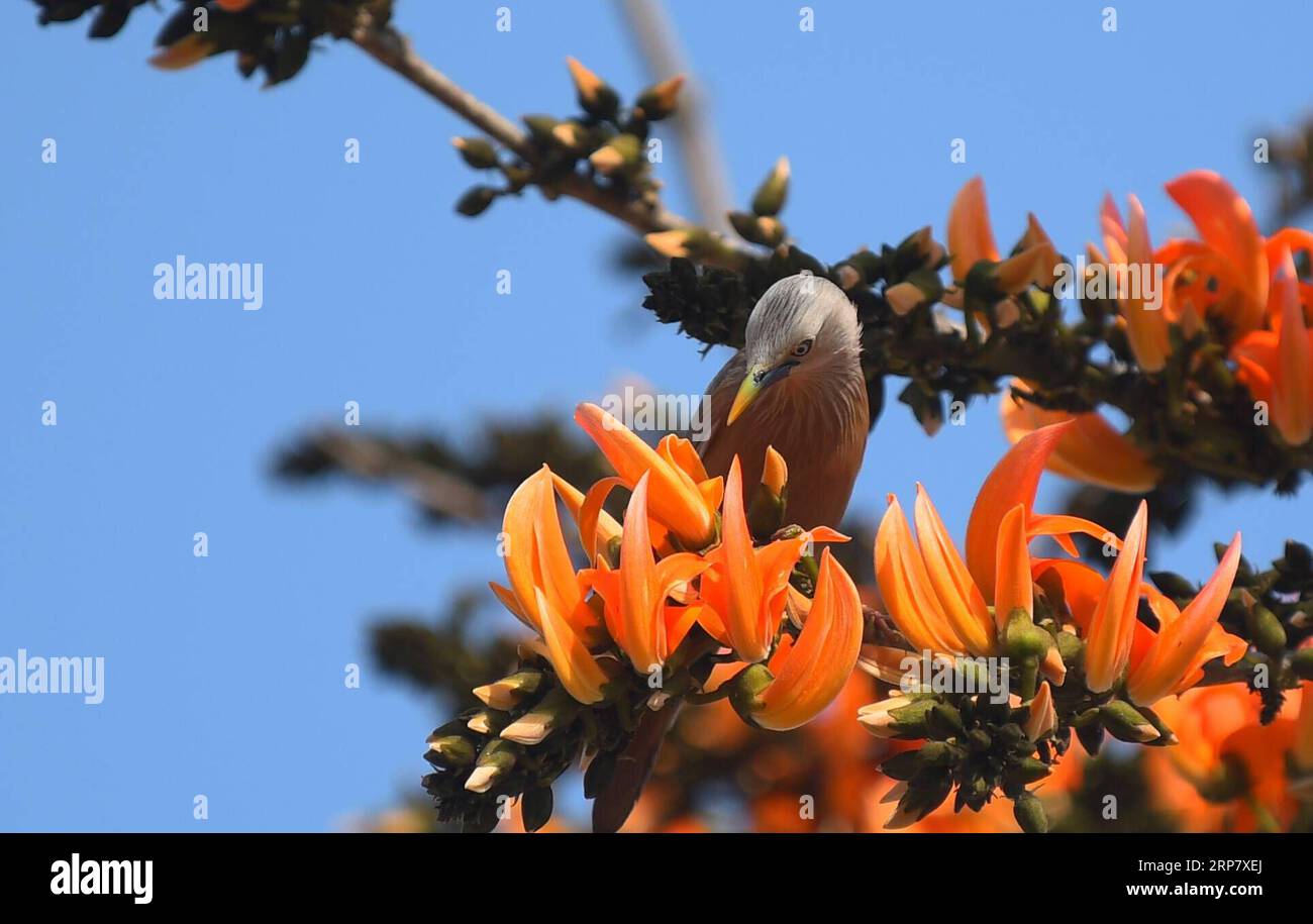 (190213) -- TRIPURA, 13. Februar 2019 -- Ein Kastanienschwanz-Stern sammelt Nektar, als die Frühjahrssaison am?Feb. In Agartala, der Hauptstadt von Indiens nordöstlichem Bundesstaat Tripura, ankommt. 13 , 2019. ) INDIA-TRIPURA-NATURE-BIRD Stringer PUBLICATIONxNOTxINxCHN Stockfoto