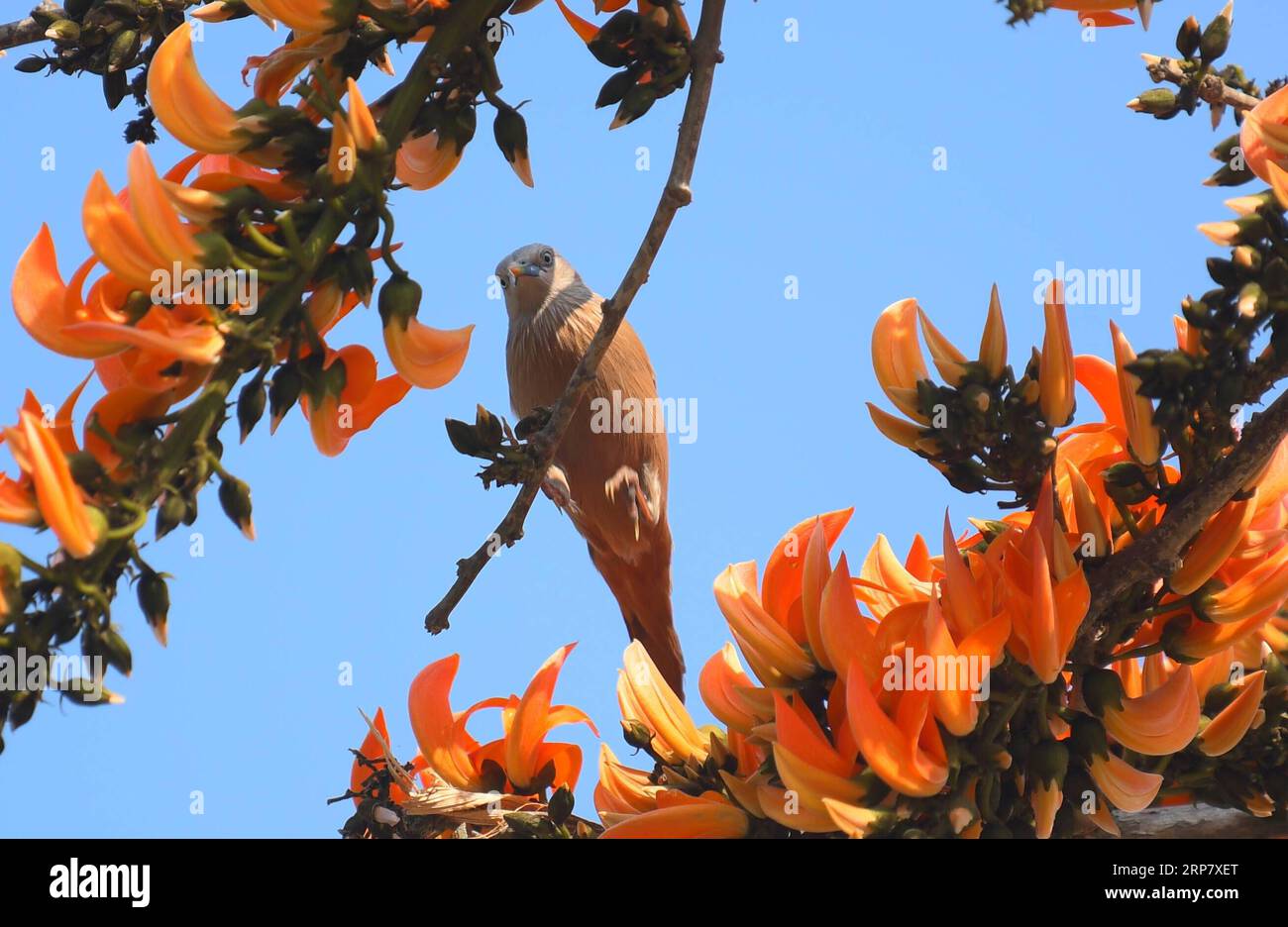 (190213) -- TRIPURA, 13. Februar 2019 -- Ein Kastanienschwanz-Stern sammelt Nektar, als die Frühjahrssaison am?Feb. In Agartala, der Hauptstadt von Indiens nordöstlichem Bundesstaat Tripura, ankommt. 13 , 2019. ) INDIA-TRIPURA-NATURE-BIRD Stringer PUBLICATIONxNOTxINxCHN Stockfoto