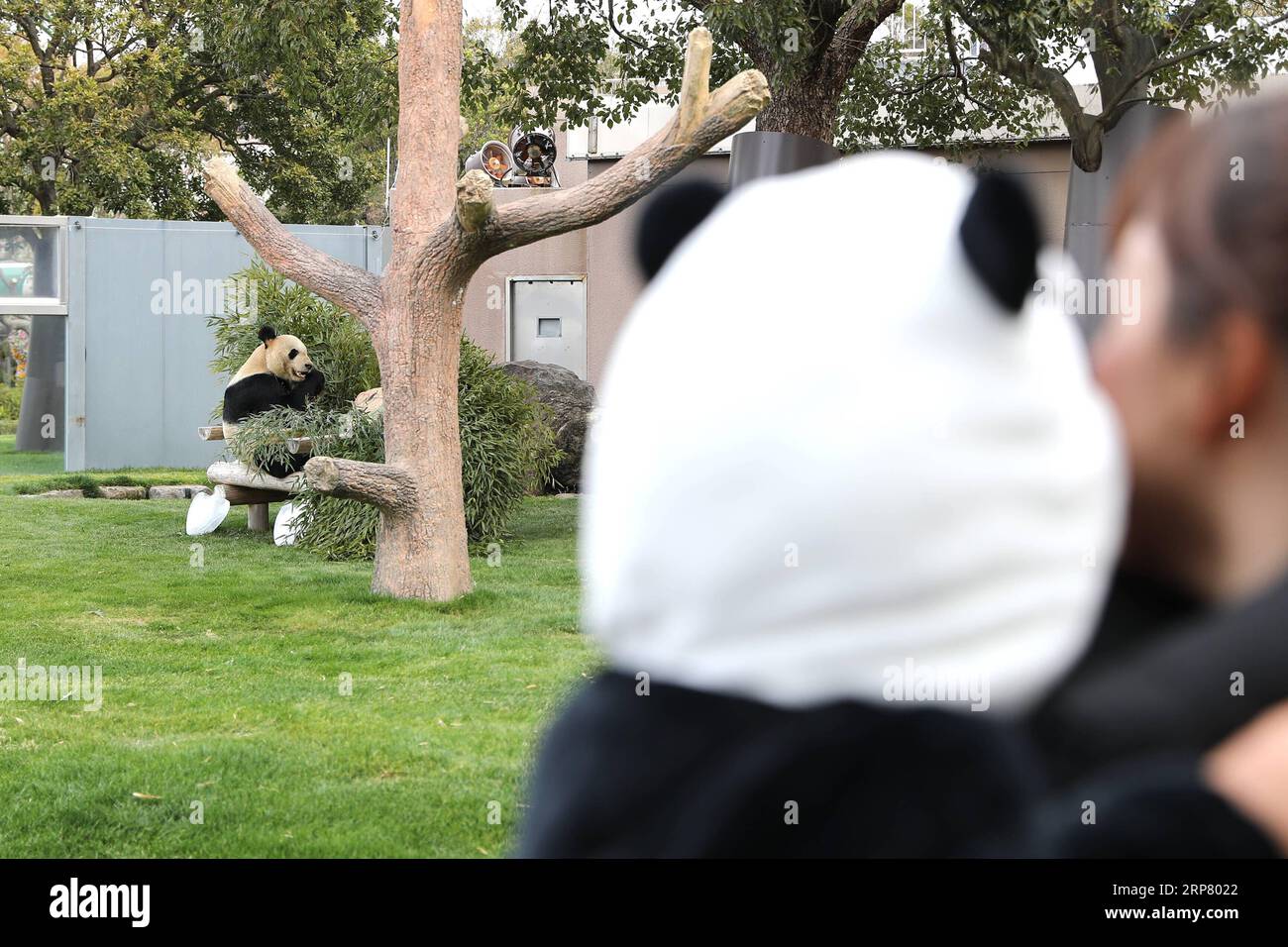 (190214) -- WAKAYAMA, 14. Februar 2019 (Xinhua) -- Ein Kind mit Panda-Kleid beobachtet den riesigen Panda Eimei beim Bambusessen in der Abenteuerwelt in Shirahama, Wakayama, Japan, 14. Februar 2019. Eimei, 26 Jahre alt, erhielt ein Kissen aus frischem Bambus und einem Hasenbeutel mit den japanischen Wörtern We Love Eimei und herzförmigem Eis als Valentinstag-Geschenke. (Xinhua/du Xiaoyi) JAPAN-WAKAYAMA-PANDA-VALENTINE S DAY PUBLICATIONxNOTxINxCHN Stockfoto