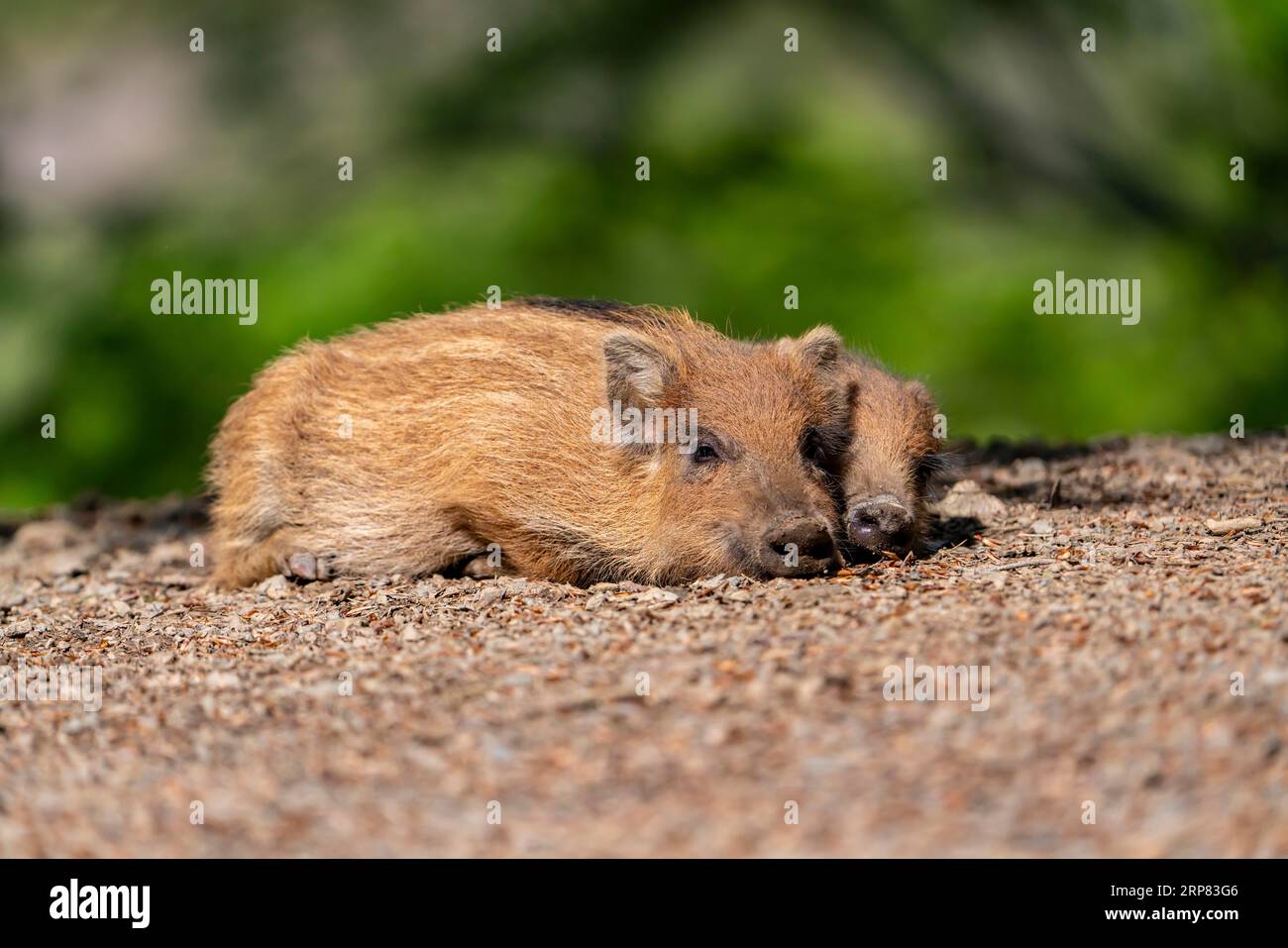 Wildschwein (Sus scrofa), Frischschwein, Vulkanische Eifel, Rheinland-Pfalz, Deutschland Stockfoto
