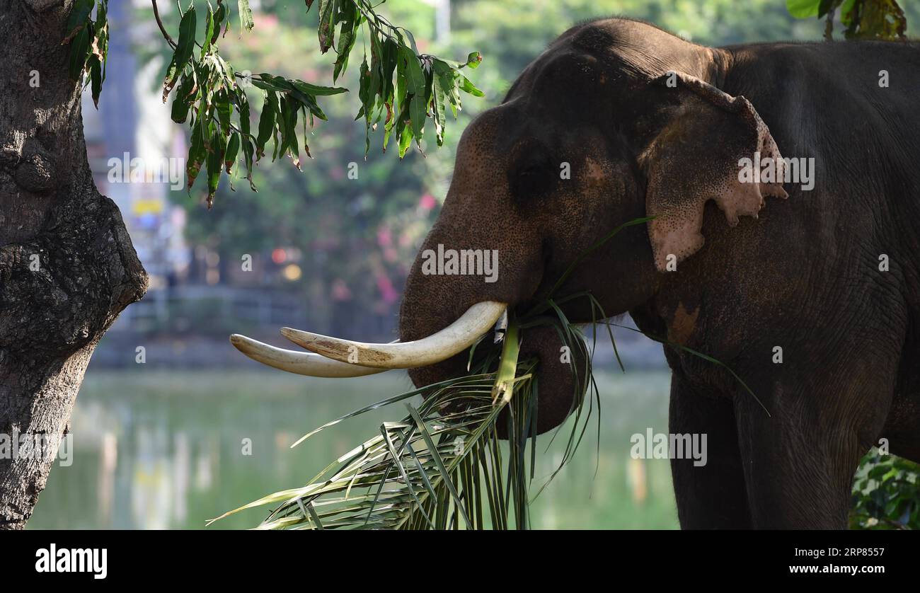 (190218) -- COLOMBO, 18. Februar 2019 (Xinhua) -- ein Elefant isst am 18. Februar 2019 am Beira-See in Colombo, Sri Lanka. Dutzende Elefanten versammelten sich hier, um an der jährlichen buddhistischen Navam-Prozession im Gangaramaya-Tempel teilzunehmen, die für den 18. Bis 19. Februar geplant ist, mit Tausenden von traditionellen Trommlern, Tänzern und Mönchen. (XINHUA/A.HAPUARACHCHI) SRI LANKA-COLOMBO-NAVAM-ELEPHANTS PUBLICATIONXNOTXINXCHN Stockfoto