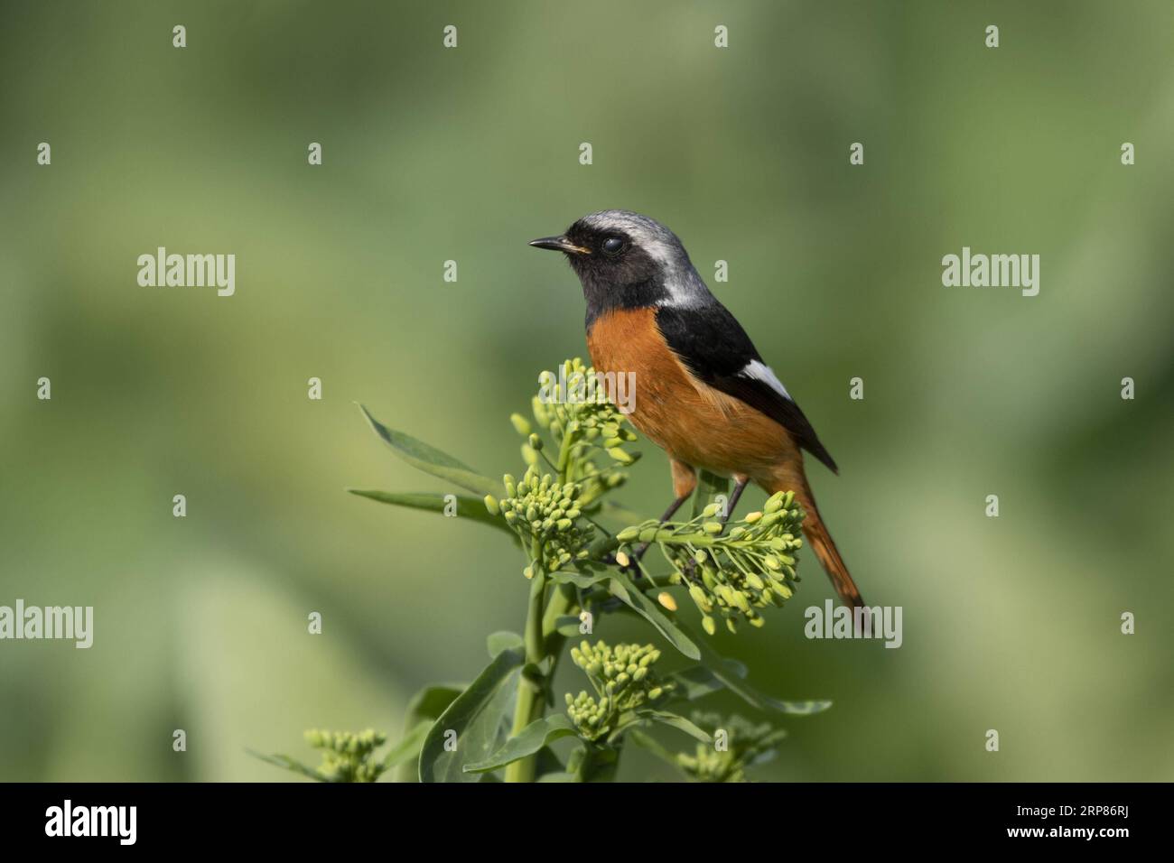 (190220) -- FUZHOU, 20. Februar 2019 -- Ein Daurian Redstart ruht auf einer cole-Blume in der Stadt Shangjie im Kreis Minhou in Fuzhou, der Hauptstadt der südöstlichen chinesischen Provinz Fujian, 19. Februar 2019. ) CHINA-FUJIAN-BIRDS (CN) MeixYongcun PUBLICATIONxNOTxINxCHN Stockfoto