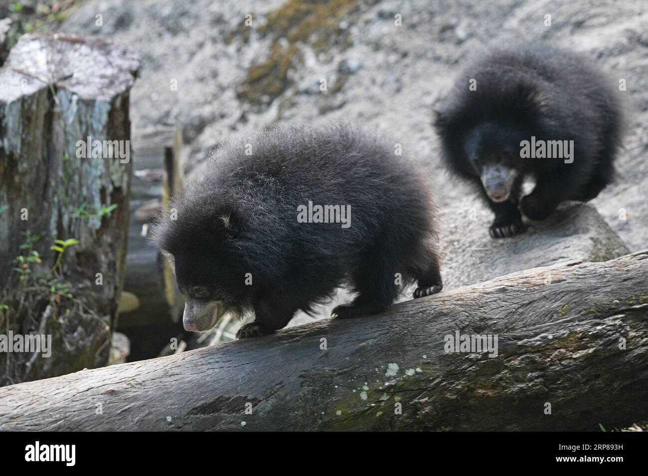 (190222) -- SINGAPUR, 22. Februar 2019 -- zwei Faulbärenbabys werden auf der Singapore Night Safari am 22. Februar 2019 gesehen. Die Tiere unter der Obhut der Wildlife Reserves Singapore (WRS) brachten 2018 über 700 Babys und Bruttiere hervor, die 131 Arten repräsentierten. SINGAPUR-WRS-NEUGEBORENE ThenxChihxWey PUBLICATIONxNOTxINxCHN Stockfoto