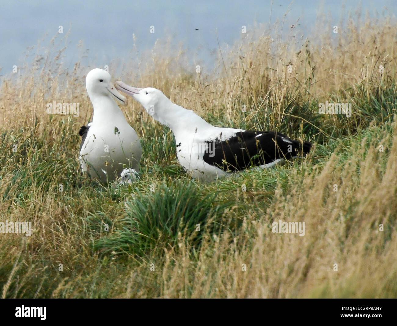 (190225) -- DUNEDIN, 25. Februar 2019 (Xinhua) -- Königliche Albatrosse werden am 24. Februar 2019 im Royal Albatross Centre in Taiaroa Head, Dunedin, Neuseeland, gesehen. Jedes Jahr brüten und brüten mehr als 40 Paare von Northern Royal Albatrosses auf der weltweit einzigen Brutkolonie auf dem Festland in Taiaroa Head. Bis Januar dieses Jahres sind in der letzten Brutsaison, die im September letzten Jahres beginnt, insgesamt 29 Albatrossküken geschlüpft. (Xinhua/Guo Lei) NEUSEELAND-DUNEDIN-NORTHERN ROYAL ALBATROSS PUBLICATIONxNOTxINxCHN Stockfoto