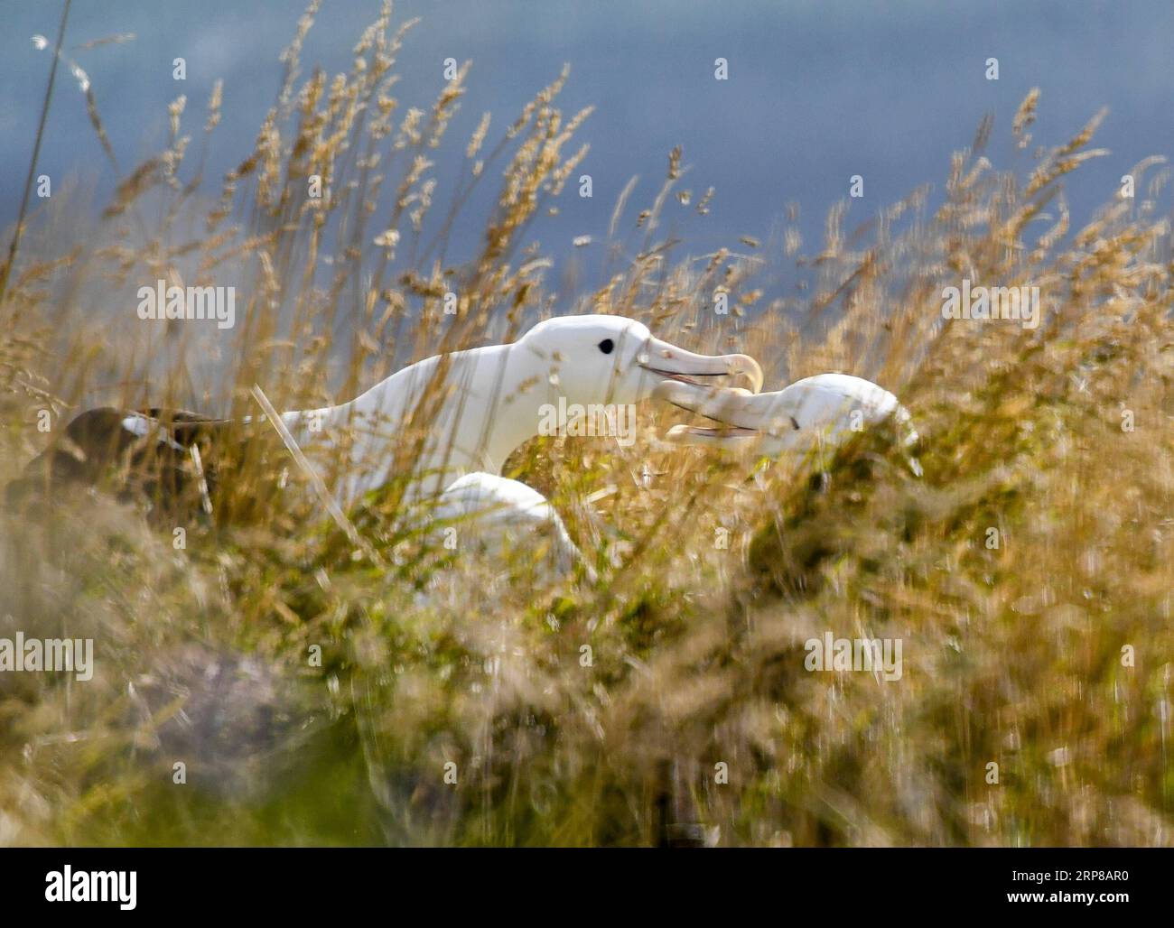 (190225) -- DUNEDIN, 25. Februar 2019 (Xinhua) -- Königliche Albatrosse werden am 24. Februar 2019 im Royal Albatross Centre in Taiaroa Head, Dunedin, Neuseeland, gesehen. Jedes Jahr brüten und brüten mehr als 40 Paare von Northern Royal Albatrosses auf der weltweit einzigen Brutkolonie auf dem Festland in Taiaroa Head. Bis Januar dieses Jahres sind in der letzten Brutsaison, die im September letzten Jahres beginnt, insgesamt 29 Albatrossküken geschlüpft. (Xinhua/Guo Lei) NEUSEELAND-DUNEDIN-NORTHERN ROYAL ALBATROSS PUBLICATIONxNOTxINxCHN Stockfoto
