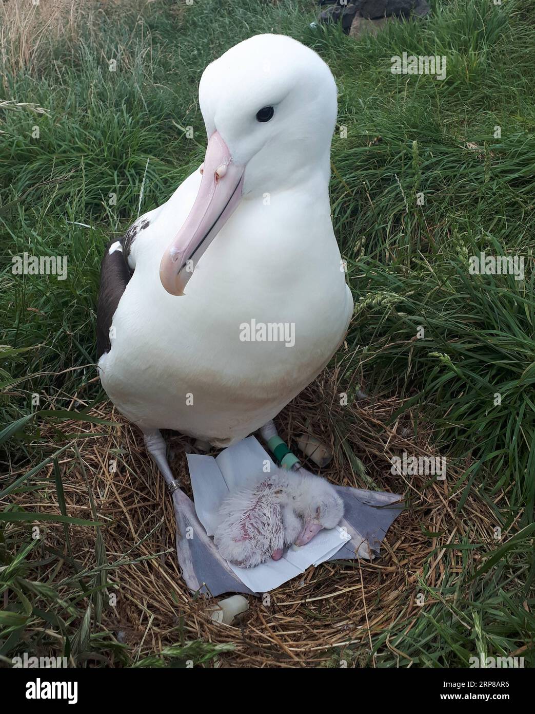 (190225) -- DUNEDIN, 25. Februar 2019 (Xinhua) -- das vom Royal Albatross Centre neu aufgelegte Foto zeigt das erste Albatross-Küken für 2019 Schlupfe in Taiaroa Head, Dunedin, Neuseeland. Jedes Jahr brüten und brüten mehr als 40 Paare von Northern Royal Albatrosses auf der weltweit einzigen Brutkolonie auf dem Festland in Taiaroa Head. Bis Januar dieses Jahres sind in der letzten Brutsaison, die im September letzten Jahres beginnt, insgesamt 29 Albatrossküken geschlüpft. (XINHUA) NEW ZEALAND-DUNEDIN-NORTHERN ROYAL ALBATROSS PUBLICATIONXNOTXINXCHN Stockfoto
