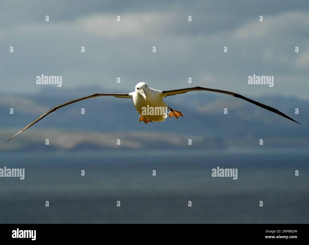 (190225) -- DUNEDIN, 25. Februar 2019 (Xinhua) -- am 24. Februar 2019 fliegt Ein nördlicher königlicher Albatros im Royal Albatross Centre in Taiaroa Head, Dunedin, Neuseeland. Jedes Jahr brüten und brüten mehr als 40 Paare von Northern Royal Albatrosses auf der weltweit einzigen Brutkolonie auf dem Festland in Taiaroa Head. Bis Januar dieses Jahres sind in der letzten Brutsaison, die im September letzten Jahres beginnt, insgesamt 29 Albatrossküken geschlüpft. (Xinhua/Guo Lei) NEUSEELAND-DUNEDIN-NORTHERN ROYAL ALBATROSS PUBLICATIONxNOTxINxCHN Stockfoto