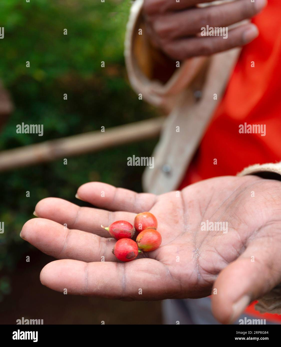 In den Hügeln von Süd-Laos sammelt und hält ein Bauer rote, beerenähnliche Kaffeebohnen, um den Entwicklungsstand in seinem Land in der relativen Kühle o zu zeigen Stockfoto
