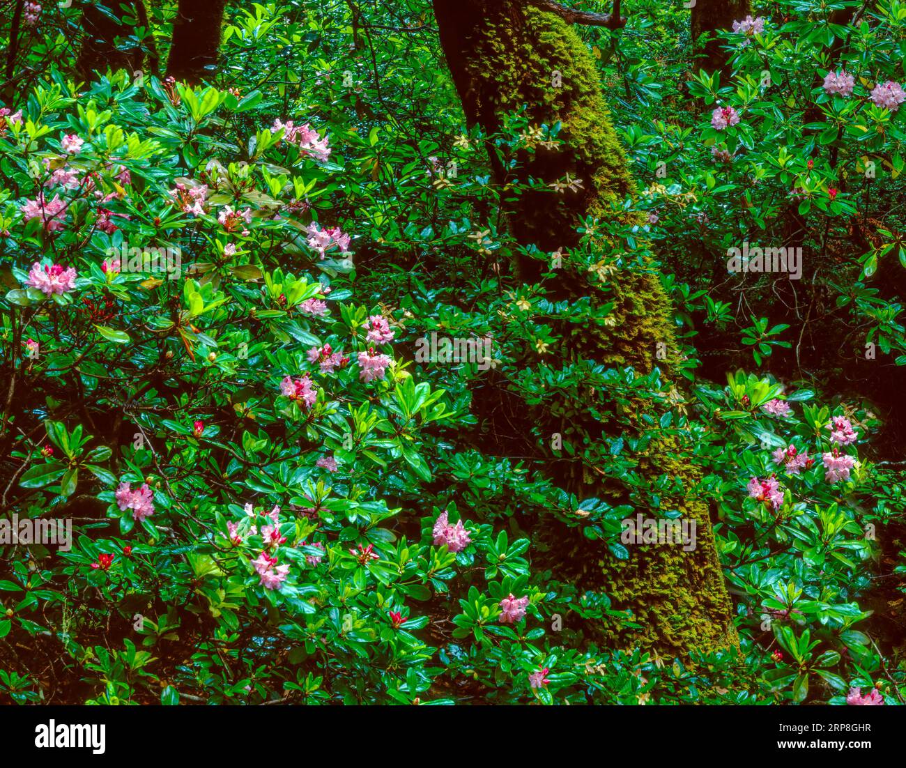 Rhododendron Bloom, Tanoak, Sinkyone Wilderness State Park, Lost Coast, Mendocino County, Kalifornien Stockfoto