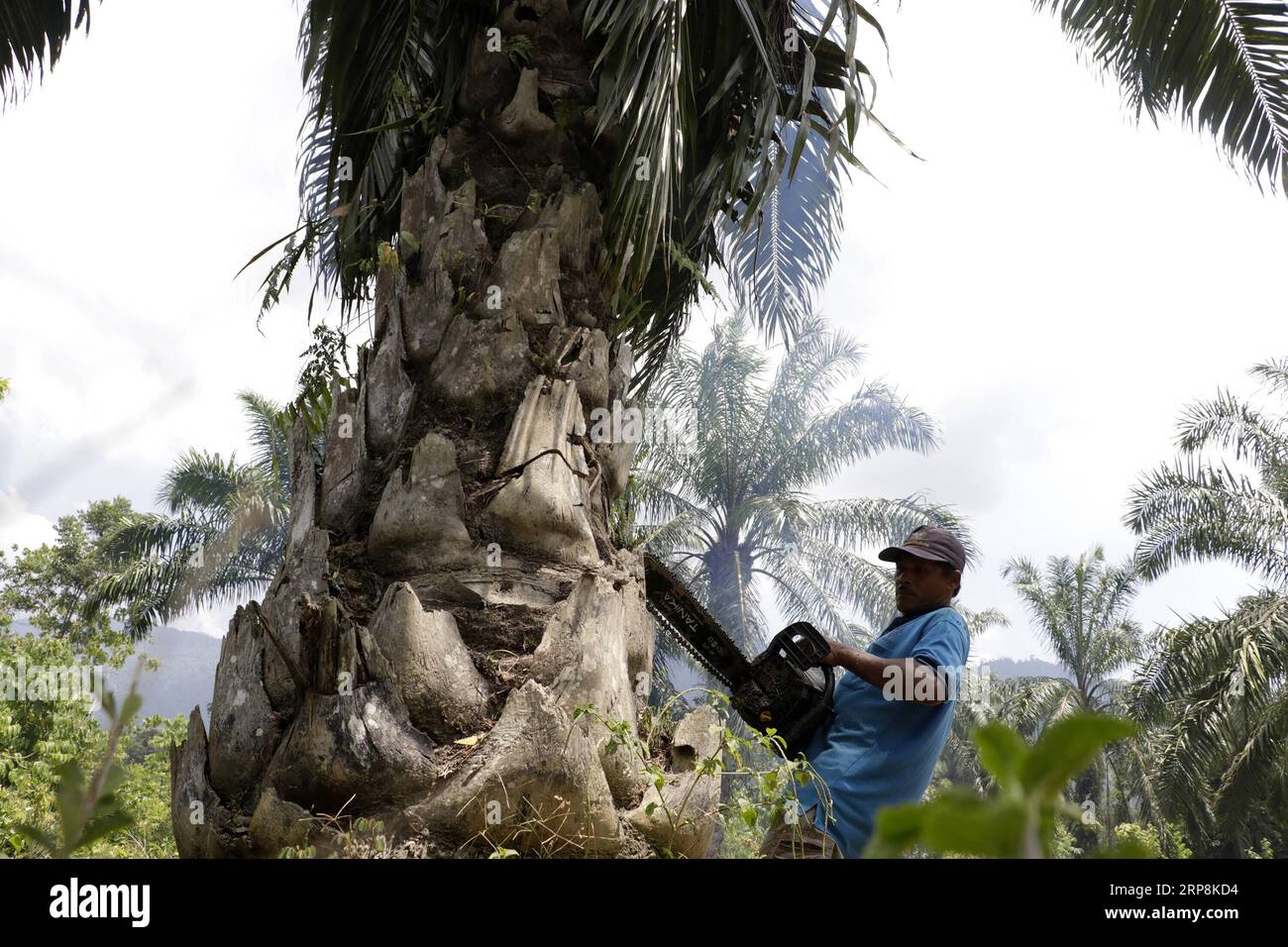 (190309) -- ACEH, 9. März 2019 -- Ein Arbeiter vom Aceh Umwelt- und Forstministerium schneidet illegal gepflanzte Ölpalmen im Leuser-Erhaltungswald in der Provinz Aceh, Indonesien, 9. März 2019. In den letzten Jahren haben die Mitglieder des Aceh Umwelt- und Forstministeriums illegale Palmölbäume im Leuser-Ökosystem abgeholzt, in dem bedrohte Tiere wie Orang-Utans, Sumatra-Tiger und Elefanten leben. ) INDONESIEN-ACEH-ILLEGALER PALMÖLSCHNITT JUNAIDI PUBLICATIONXNOTXINXCHN Stockfoto