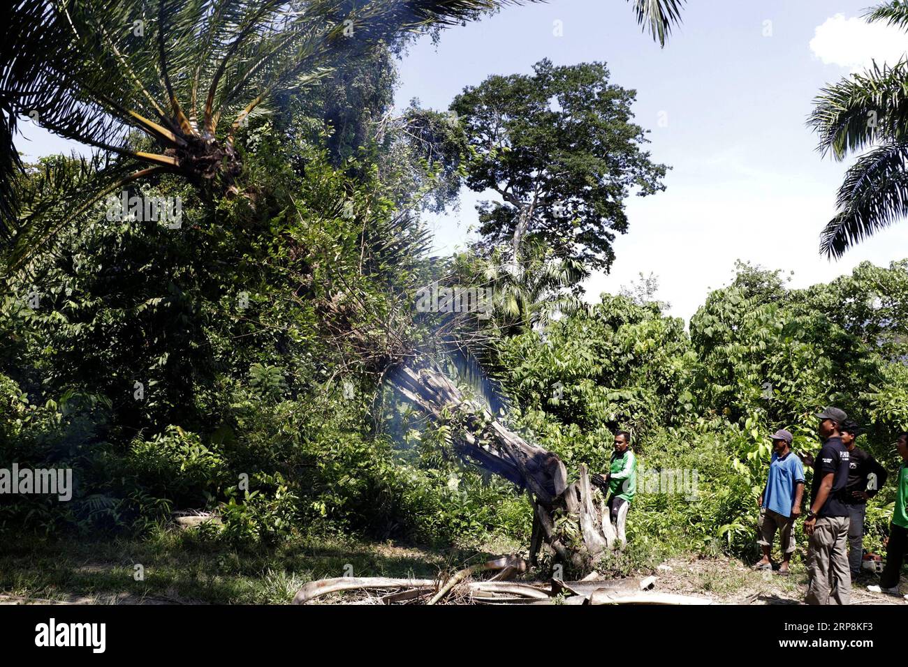 (190309) -- ACEH, 9. März 2019 -- Arbeiter des Umwelt- und Forstministeriums von Aceh haben illegal gepflanzte Ölpalmen im Leuser-Naturschutzwald in der Provinz Aceh, Indonesien, am 9. März 2019 niedergeschlagen. In den letzten Jahren haben die Mitglieder des Aceh Umwelt- und Forstministeriums illegale Palmölbäume im Leuser-Ökosystem abgeholzt, in dem bedrohte Tiere wie Orang-Utans, Sumatra-Tiger und Elefanten leben. ) INDONESIEN-ACEH-ILLEGALER PALMÖLSCHNITT JUNAIDI PUBLICATIONXNOTXINXCHN Stockfoto