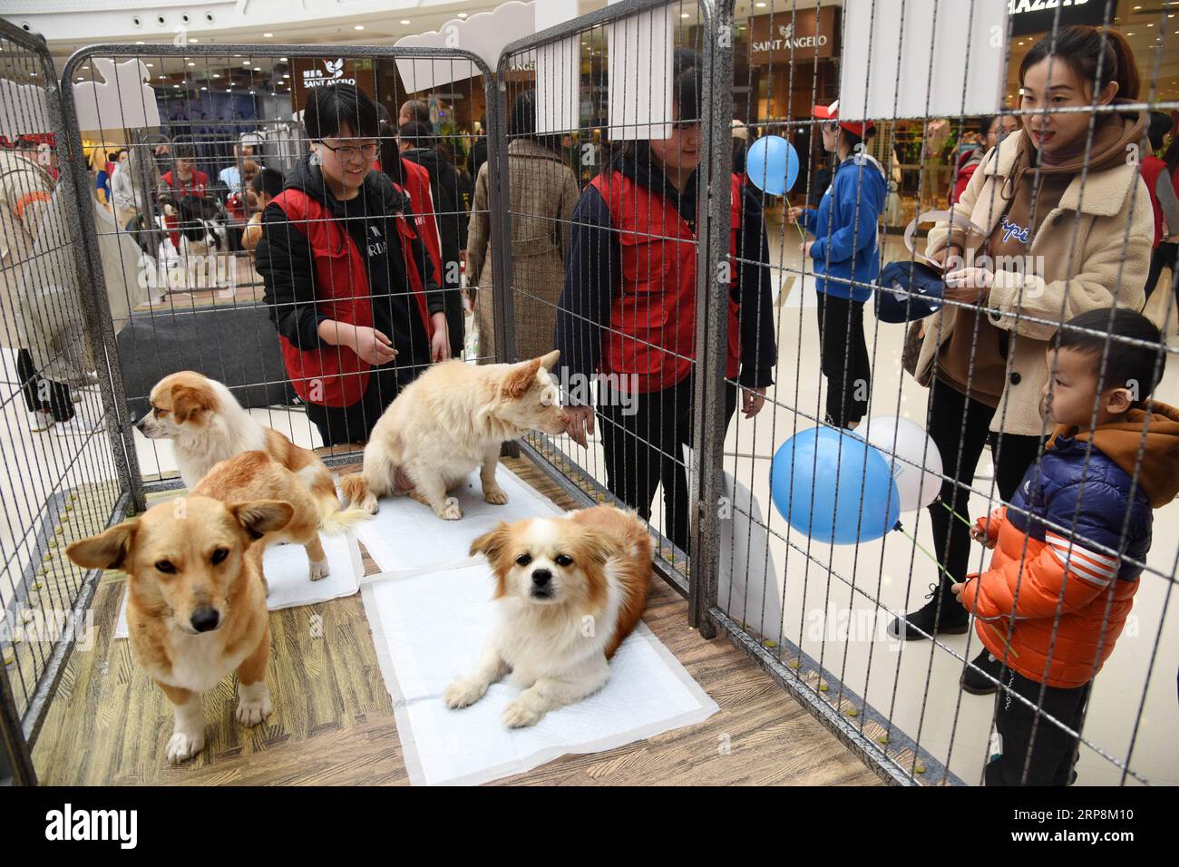 (190310) -- QINGDAO, 10. März 2019 (Xinhua) -- Bürger schauen sich Hunde an, die während einer Adoption auf Adoption warten, anstatt eine Kampagne in Qingdao, ostchinesische Provinz Shandong, am 10. März 2019 zu kaufen. Die Veranstaltung findet am Sonntag von der Qingdao Animal Protection Association (QAPA) statt und zielt darauf ab, potenzielle Adoptoren für mehr als 20 streunende oder verlassene Tiere zu suchen. Innerhalb einer Woche besucht der QAPA diejenigen, die sich als Adoptionskandidaten registriert haben, aus denen die am besten geeigneten als endgültige Adoptionskandidaten ausgewählt werden. (Xinhua/Li Ziheng) CHINA-SHANDONG-QINGDAO-ANIMAL-ADOPTION (CN) VERÖFFENTLICHUNG Stockfoto
