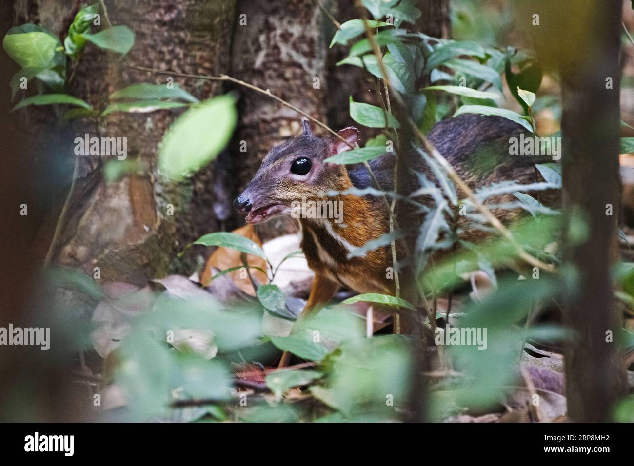(190311) -- SINGAPUR, 11. März 2019 -- Ein seltenes Mäusehirsch (tragulus kanchil) wird auf der Nahrungssuche im Wald im zentralen Einzugsgebiet von Singapur, 11. März 2019, gesichtet. ) SINGAPUR-SELTENES MÄUSEHIRSCH ThenxChihxWey PUBLICATIONxNOTxINxCHN Stockfoto