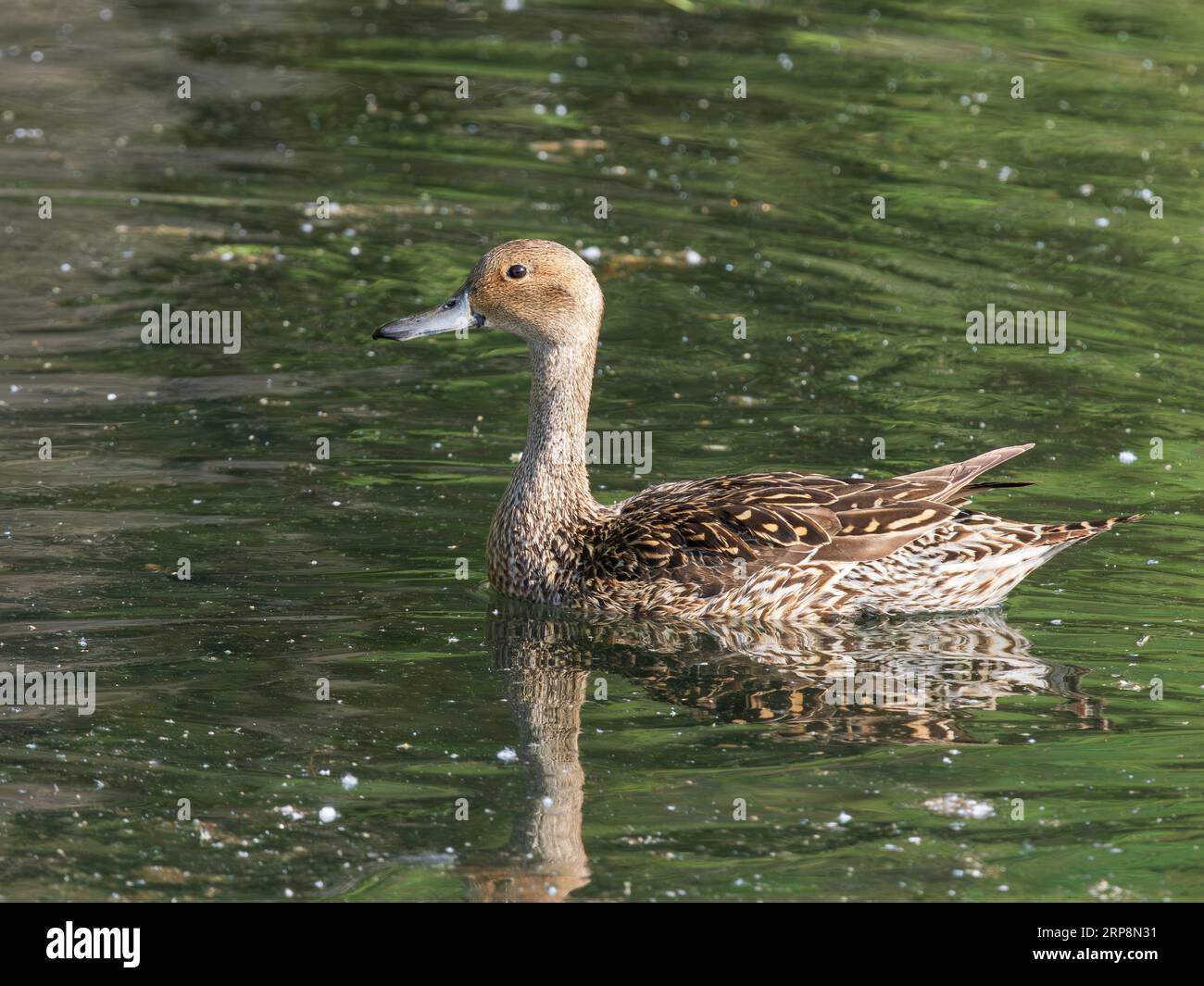 Northern Pintail weibliche Ente in Alaska Stockfoto