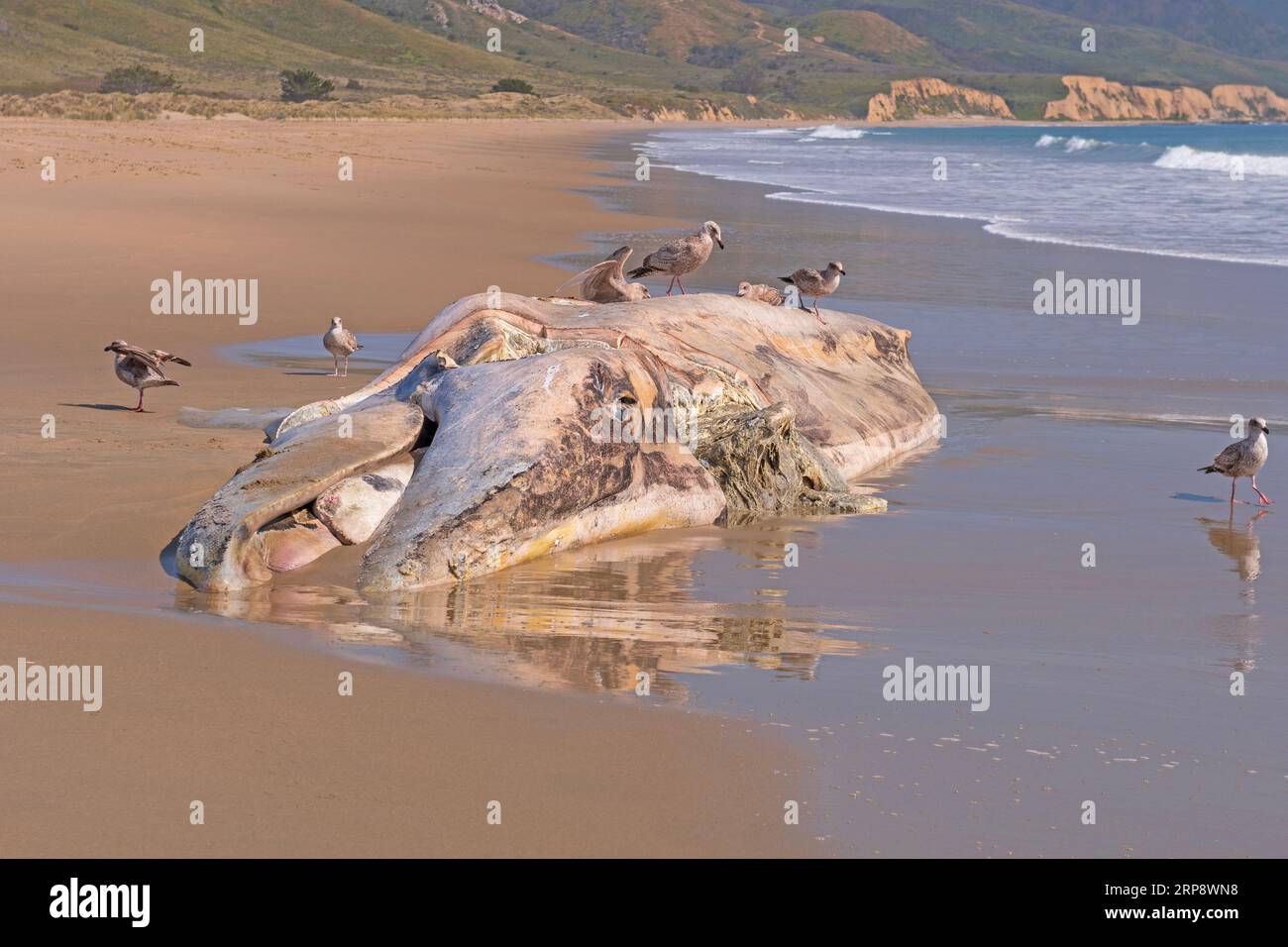 Dead Gray Whale an einem California Beach am Point Reyes National Seashore Stockfoto