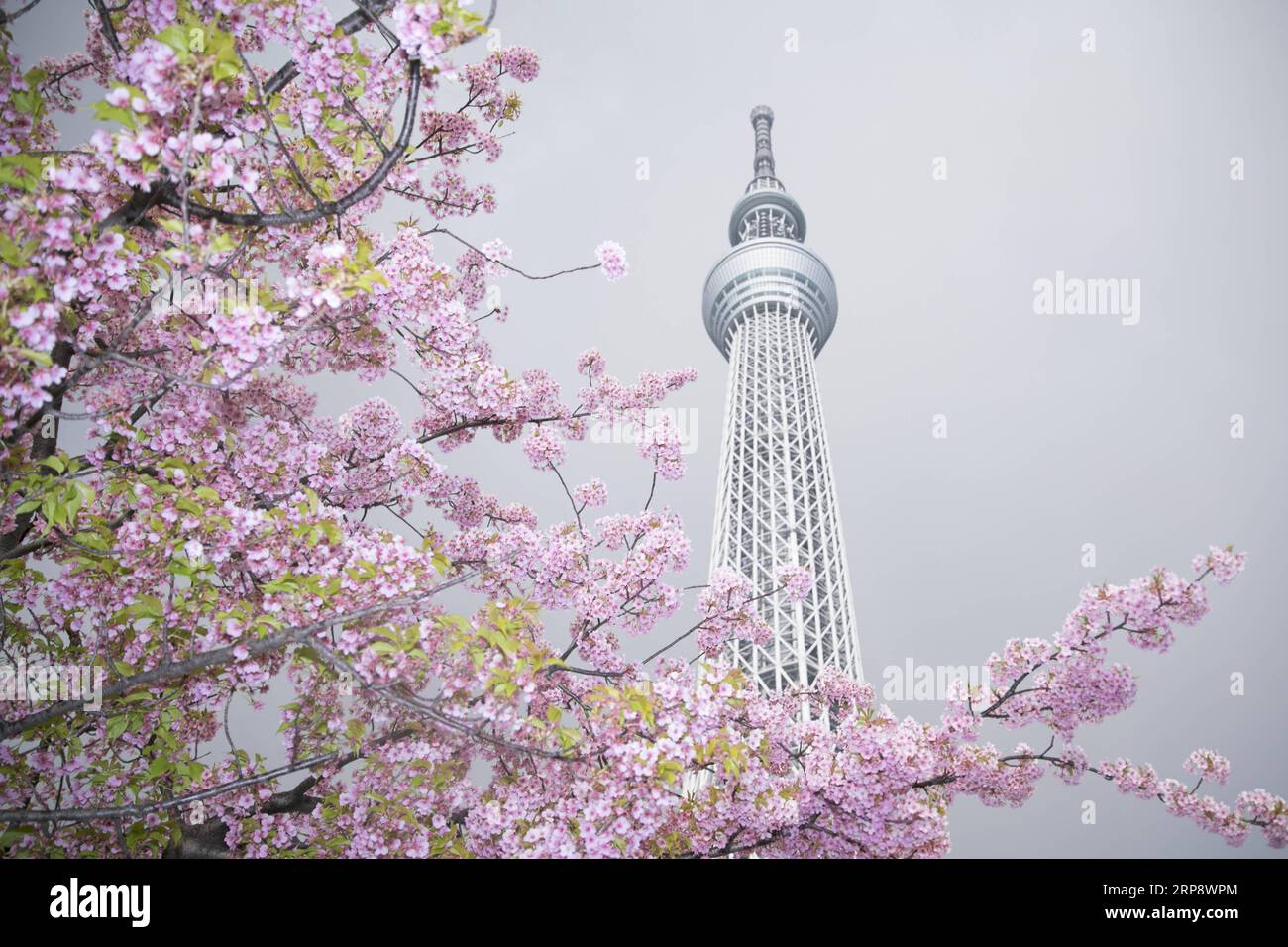 (190317) -- PEKING, 17. März 2019 (Xinhua) -- Foto aufgenommen am 16. März 2019 zeigt Kirschblüten in der Nähe des Tokyo Skytree in Tokio, Japan. (Xinhua/du Xiaoyi) XINHUA FOTOS DES TAGES PUBLICATIONxNOTxINxCHN Stockfoto