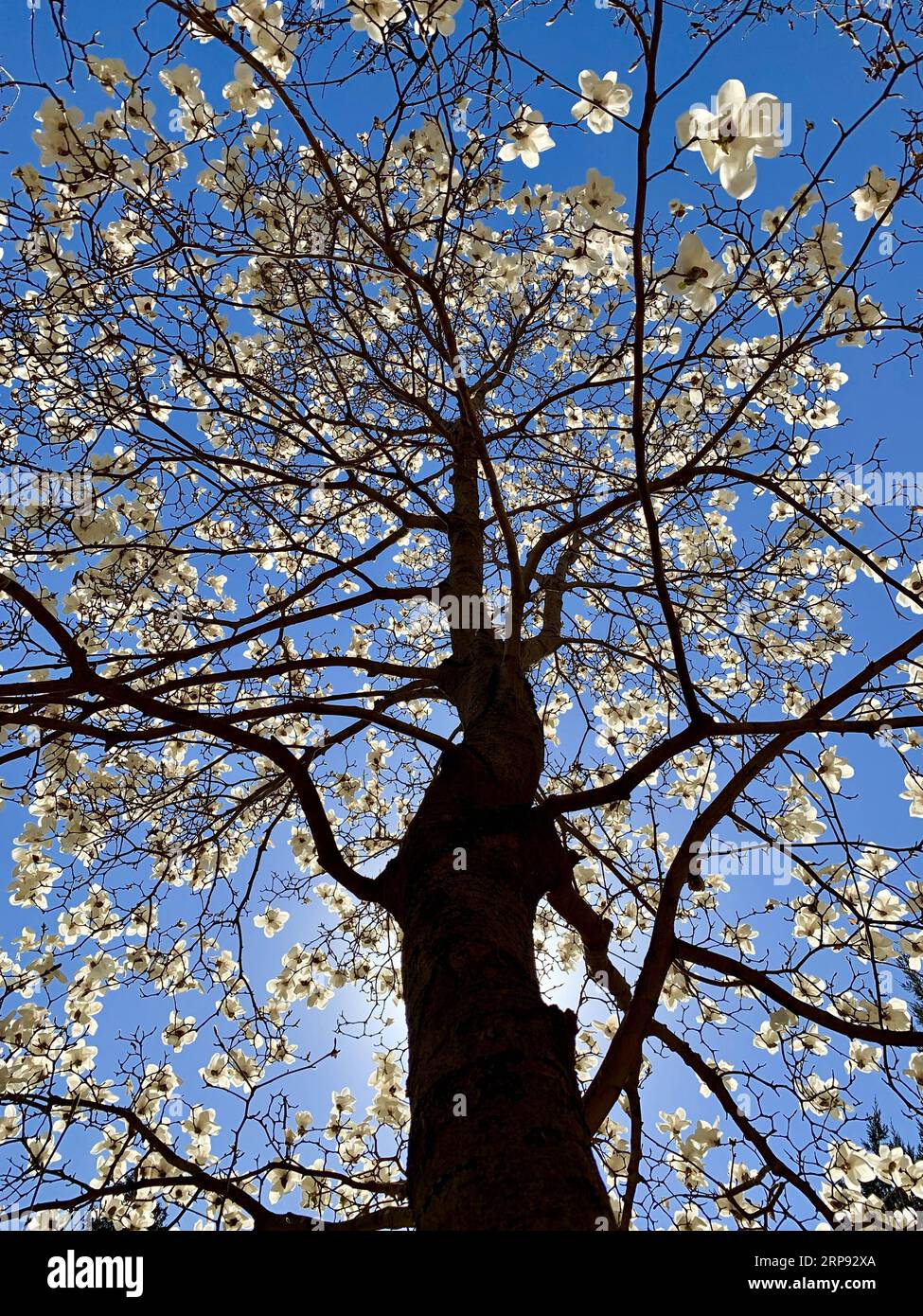 (190321) -- PEKING, 21. März 2019 -- Foto aufgenommen am 21. März 2019 mit Handy zeigt Magnolienblumen an der Tsinghua Universität im Haidian Bezirk von Peking, Hauptstadt von China. ) (BeijingCandid) CHINA-BEIJING-SPRING (CN) CuixBowen PUBLICATIONxNOTxINxCHN Stockfoto