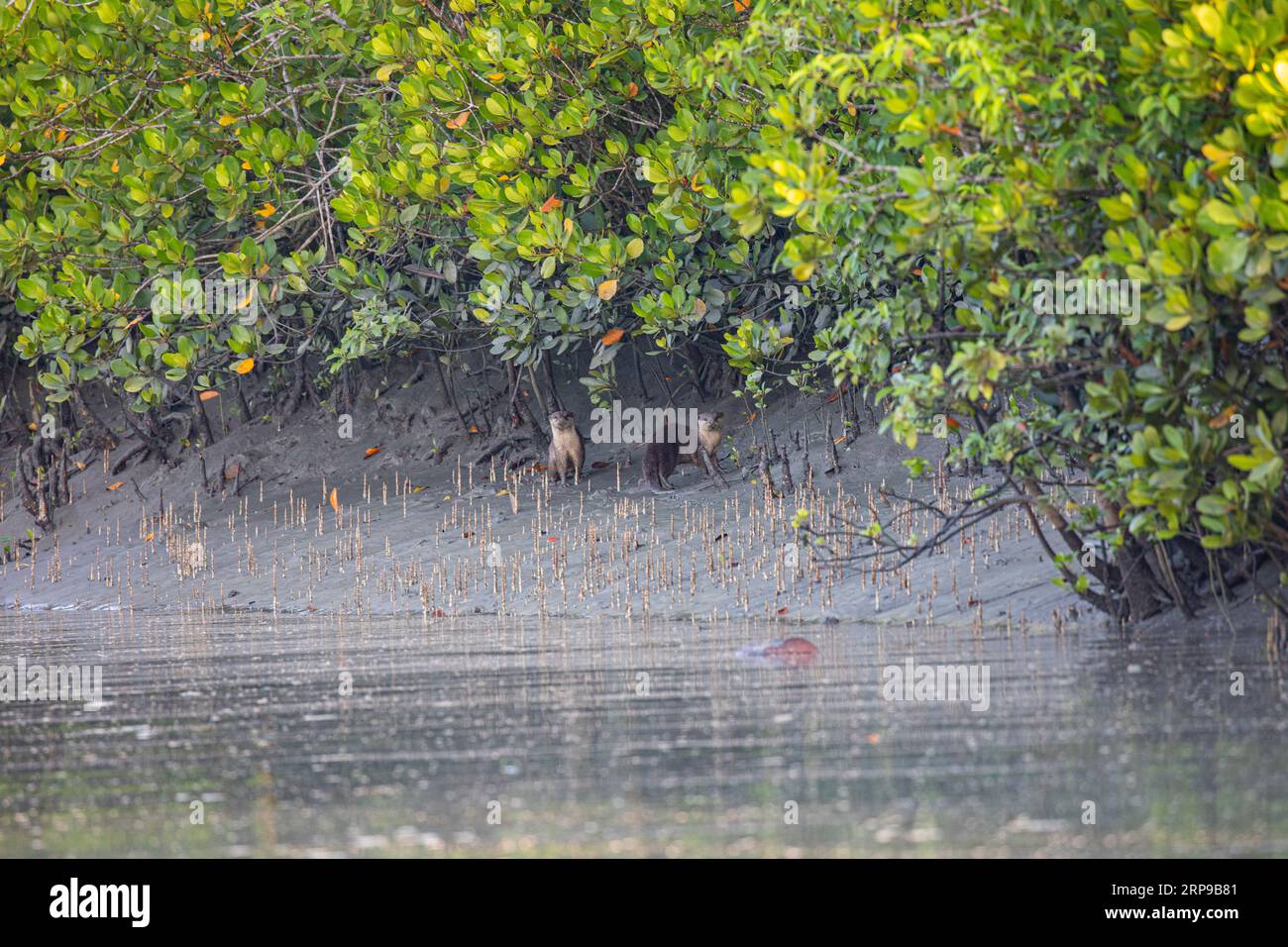 Sundarbans, Bangladesch: Der asiatische Kleinkrallenotter (Aonyx cinereus), auch bekannt als orientalischer Kleinkrallenotter und Kleinkrallenotter, in Su Stockfoto