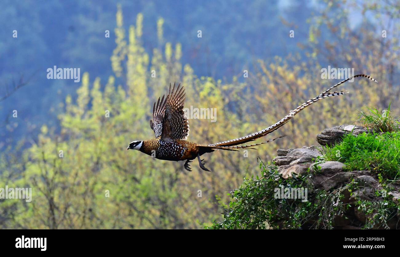 (190401) -- FUZHOU, 1. April 2019 (Xinhua) -- Ein Reeves Fasan (Syrmaticus reevesii) schwebt über einem Berghang in Guangshui, zentralchinesische Provinz Hubei, 28. März 2019. Der Fasan von Reeves, ein in China heimischer Vogel, ist eine Art, die in der Liste der geschützten Arten der Klasse II des Landes aufgeführt ist. (Xinhua/Mei Yongcun) CHINA-HUBEI-WILDLIFE-REEVES S FASAN (CN) PUBLICATIONxNOTxINxCHN Stockfoto