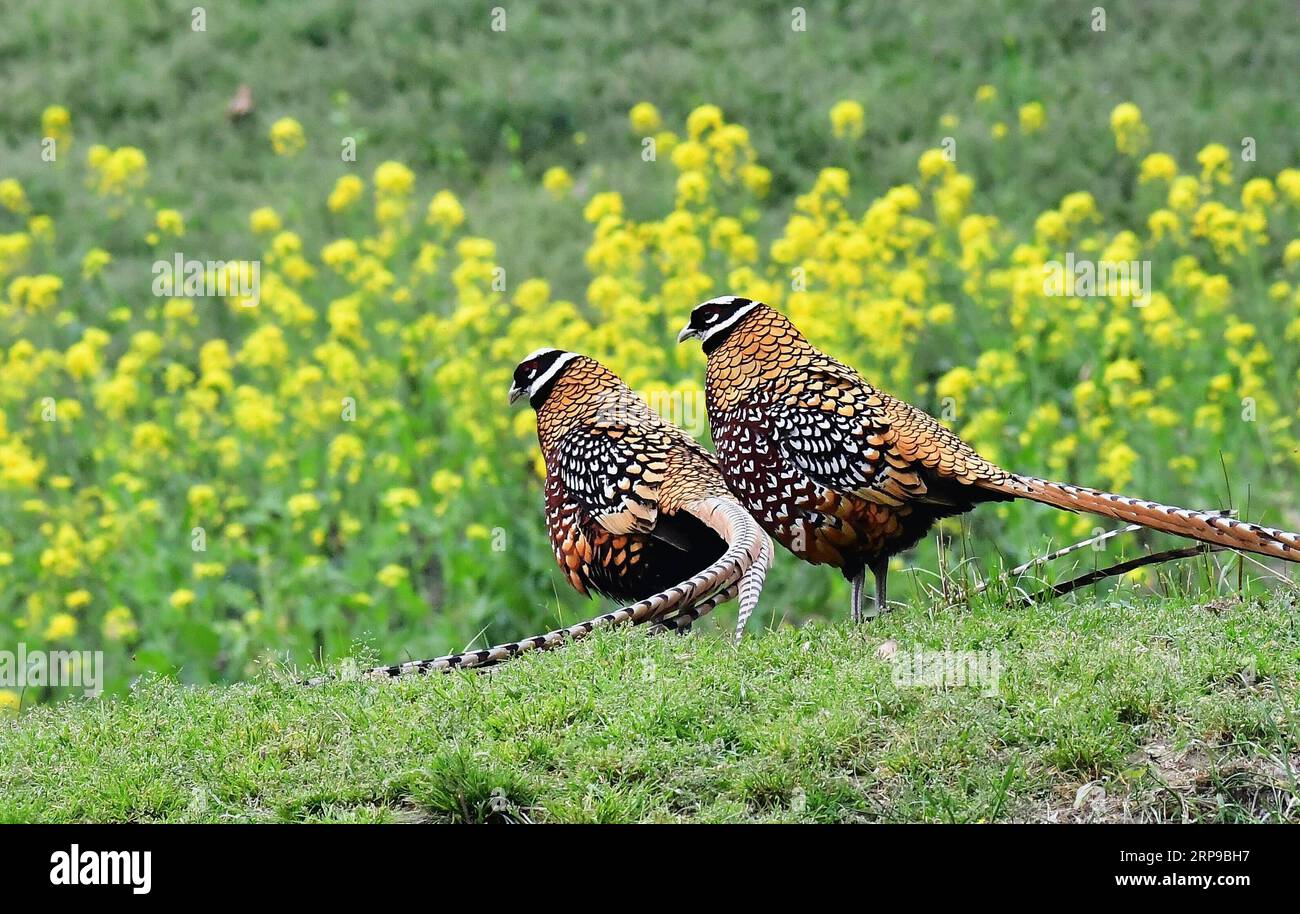 (190401) -- FUZHOU, 1. April 2019 (Xinhua) -- zwei Reeves Fasane (Syrmaticus reevesii) suchen auf einem Berghang in Guangshui, Provinz Hubei in Zentralchina, 29. März 2019 nach Nahrung. Der Fasan von Reeves, ein in China heimischer Vogel, ist eine Art, die in der Liste der geschützten Arten der Klasse II des Landes aufgeführt ist. (Xinhua/Mei Yongcun) CHINA-HUBEI-WILDLIFE-REEVES S FASAN (CN) PUBLICATIONxNOTxINxCHN Stockfoto
