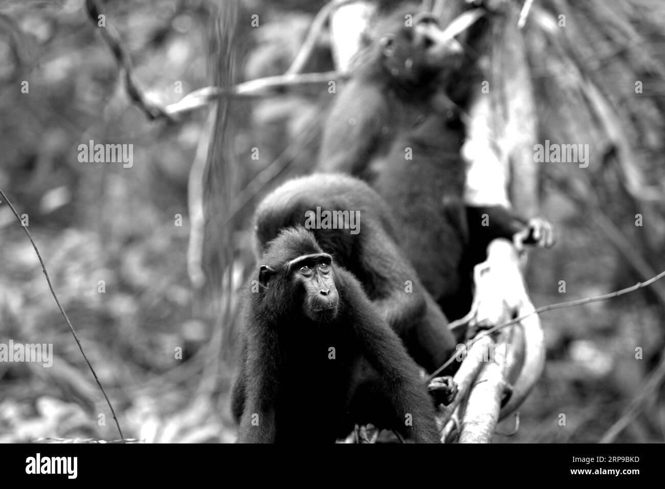 Eine Gruppe von Sulawesi-Makaken (Macaca nigra) sitzt auf einem Baum im Tangkoko-Wald, Nord-Sulawesi, Indonesien. Klimawandel und Krankheiten stellen eine neue Bedrohung für Primaten dar, während Makaken mit Hauben zu den 10 % der Primatenarten gehören, die besonders anfällig für Dürren sind. Ein kürzlich erschienener Bericht ergab, dass die Temperatur im Tangkoko-Wald tatsächlich steigt und der Fruchtbestand insgesamt zurückgeht. „In einer wärmeren Zukunft müssten sie (Primaten) sich anpassen, sich ausruhen und in den heißesten Tageszeiten im Schatten bleiben. Dies könnte bedeuten, weniger oder keine Verpaarung zu suchen,... Stockfoto