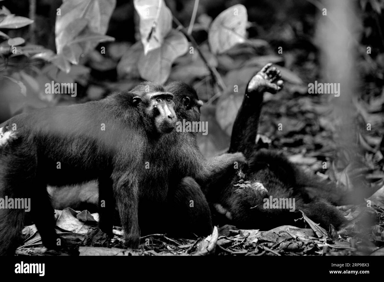 Eine Gruppe von Makaken (Macaca nigra) hat soziale Aktivitäten im Tangkoko-Wald, Nord-Sulawesi, Indonesien. Klimawandel und Krankheiten stellen eine neue Bedrohung für Primaten dar, während Makaken mit Hauben zu den 10 % der Primatenarten gehören, die besonders anfällig für Dürren sind. Ein kürzlich erschienener Bericht ergab, dass die Temperatur im Tangkoko-Wald tatsächlich steigt und der Fruchtbestand insgesamt zurückgeht. „In einer wärmeren Zukunft müssten sie (Primaten) sich anpassen, sich ausruhen und in den heißesten Tageszeiten im Schatten bleiben. Dies kann bedeuten, dass weniger oder keine Verpaarung auf der Suche ist, was zu einer Begrenzung führen kann. Stockfoto