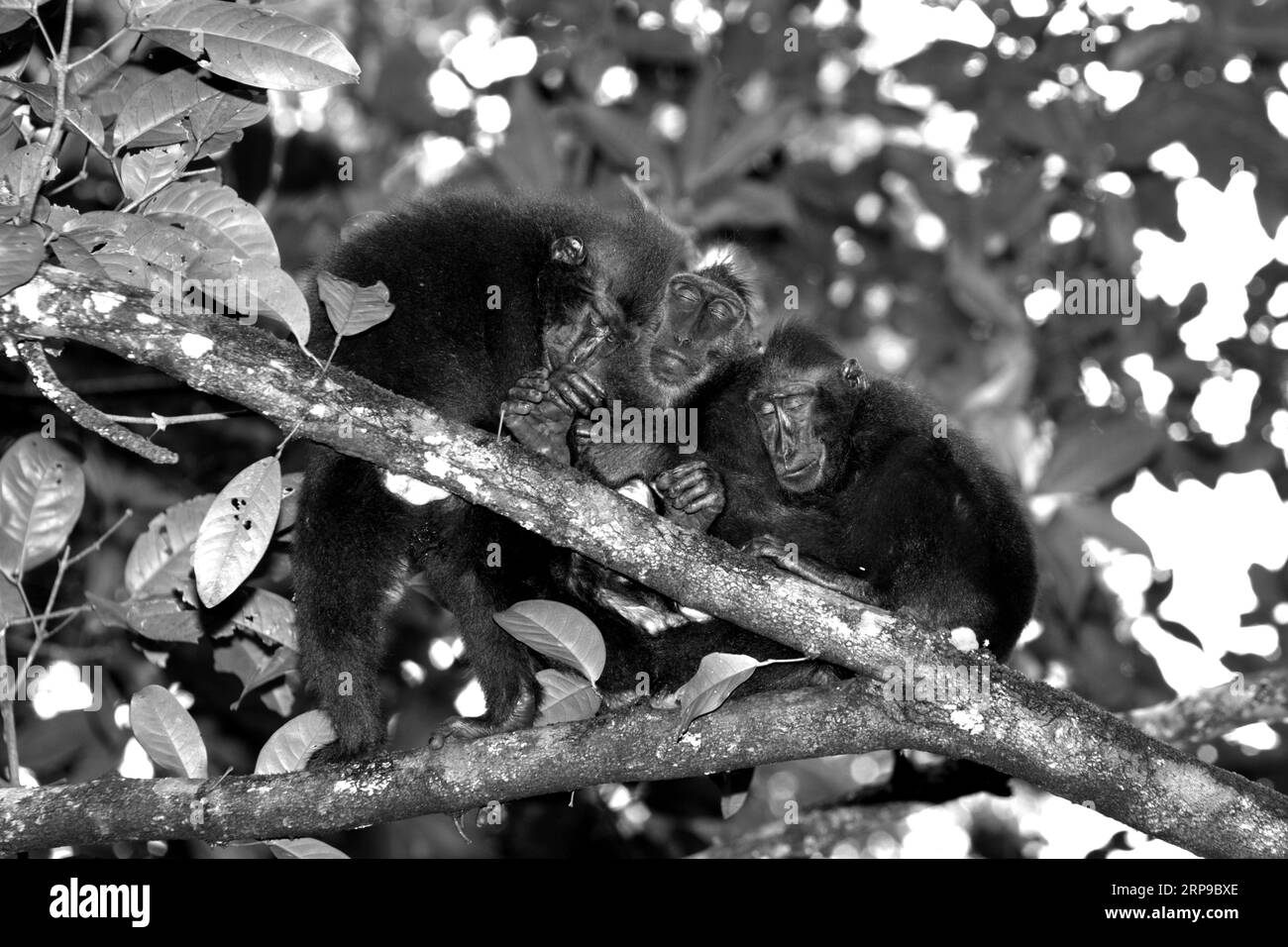 Eine Gruppe von Makaken (Macaca nigra) wird fotografiert, während sie auf einem Baumzweig im Tangkoko-Wald, Nord-Sulawesi, Indonesien, ein Nickerchen machen. Geeignete Schlafplätze für Schopfmakaken sind begrenzt, häufig wiederverwendet und sequenziell geteilt, aber nicht gleichzeitig verwendet, so eine 2023 Forschungsarbeit eines Primatologen-Teams unter der Leitung von Rismayanti Rismayanti, die im International Journal of Primatology (über Springer zugänglich) veröffentlicht wird. Macaca nigra gilt als eine Schlüsselart in ihrem Lebensraum, eine wichtige „Dachart“ für den Erhalt der biologischen Vielfalt. Stockfoto