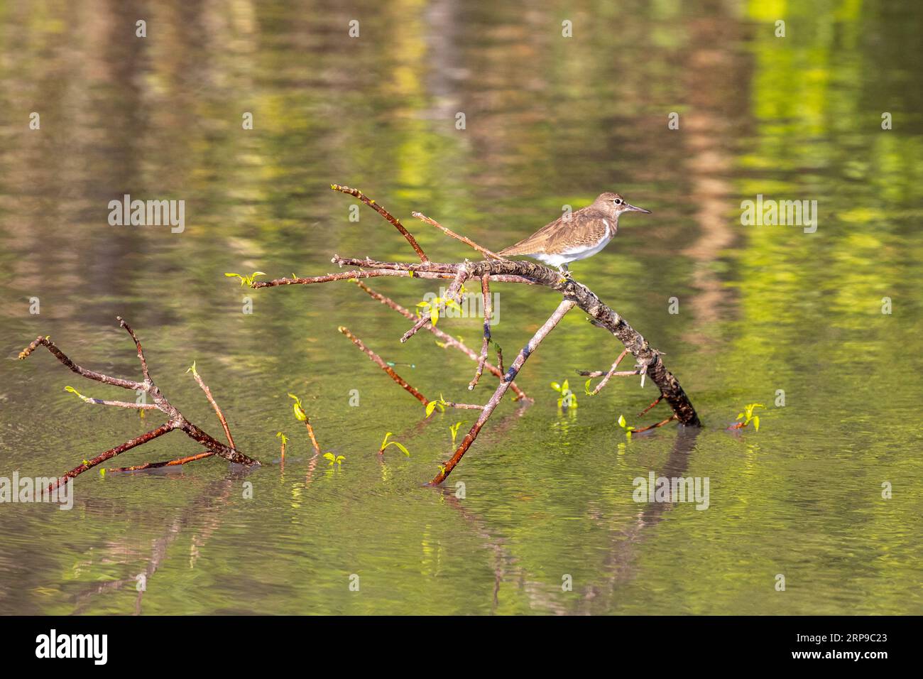 Sundarbans, Bangladesch: Ein kleiner Vogel, der in einem Kanal in den Sundarbans auf Nahrungssuche ist, ein UNESCO-Weltkulturerbe und ein Naturschutzgebiet. Es ist die Ple Stockfoto