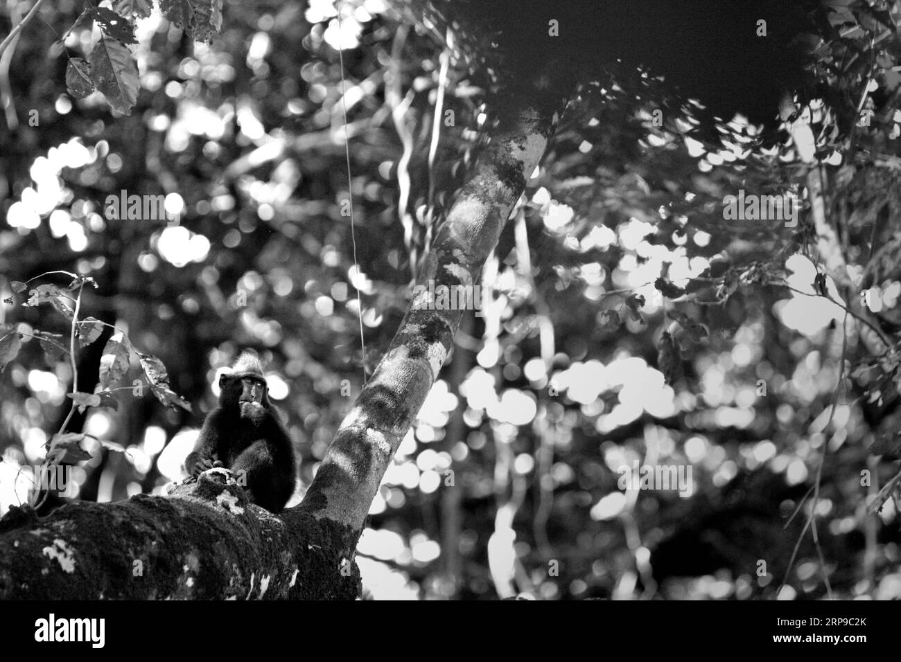 Ein Sulawesi-Makaken (Macaca nigra) ruht auf einem Baum im Tangkoko-Wald, Nord-Sulawesi, Indonesien. Klimawandel und Krankheiten stellen eine neue Bedrohung für Primaten dar, während Makaken mit Hauben zu den 10 % der Primatenarten gehören, die besonders anfällig für Dürren sind. Ein kürzlich erschienener Bericht ergab, dass die Temperatur im Tangkoko-Wald tatsächlich steigt und der Fruchtbestand insgesamt zurückgeht. „In einer wärmeren Zukunft müssten sie (Primaten) sich anpassen, sich ausruhen und in den heißesten Tageszeiten im Schatten bleiben. Das könnte bedeuten, weniger oder keine Verpaarung zu suchen, was... Stockfoto