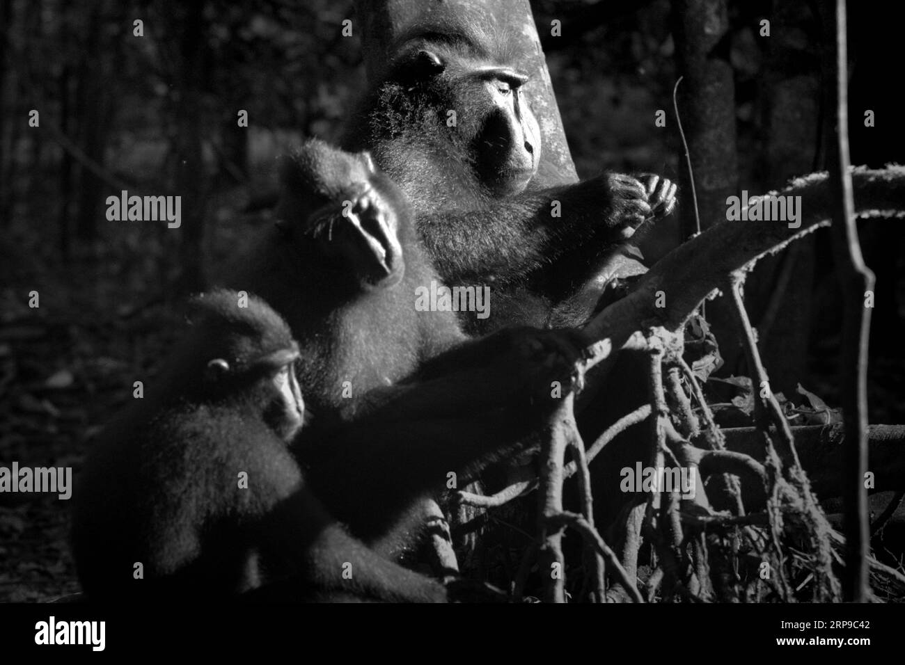 Eine Gruppe von Sulawesi-Makaken (Macaca nigra) ruht auf einem Baum im Tangkoko-Wald, Nord-Sulawesi, Indonesien. Klimawandel und Krankheiten stellen eine neue Bedrohung für Primaten dar, während Makaken mit Hauben zu den 10 % der Primatenarten gehören, die besonders anfällig für Dürren sind. Ein kürzlich erschienener Bericht ergab, dass die Temperatur im Tangkoko-Wald tatsächlich steigt und der Fruchtbestand insgesamt zurückgeht. „In einer wärmeren Zukunft müssten sie (Primaten) sich anpassen, sich ausruhen und in den heißesten Tageszeiten im Schatten bleiben. Das könnte bedeuten, weniger oder keine Verpaarung zu suchen, was... Stockfoto