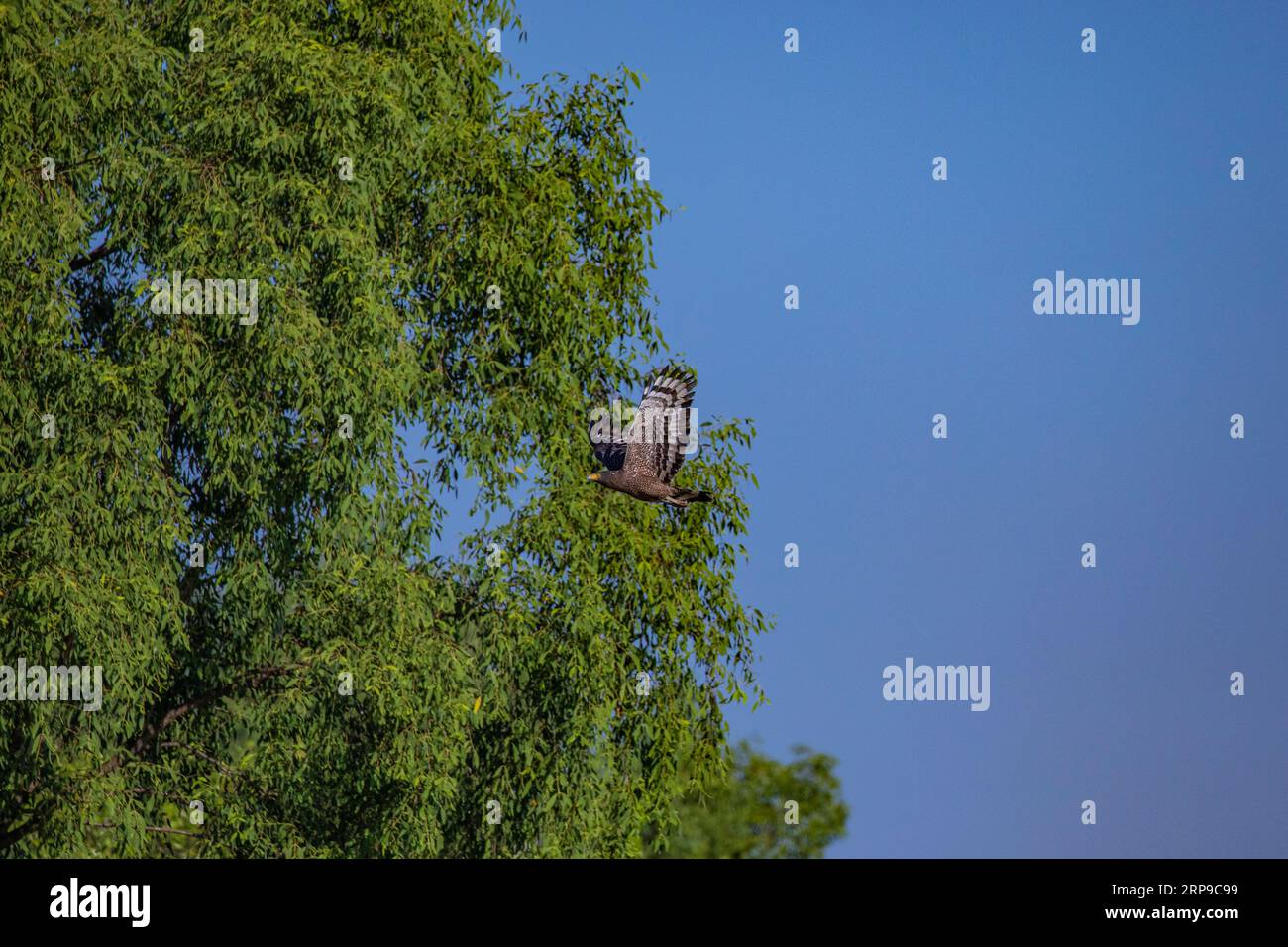 Sundarbans, Bangladesch Ein Schlangenadler (Spilornis cheela), der in