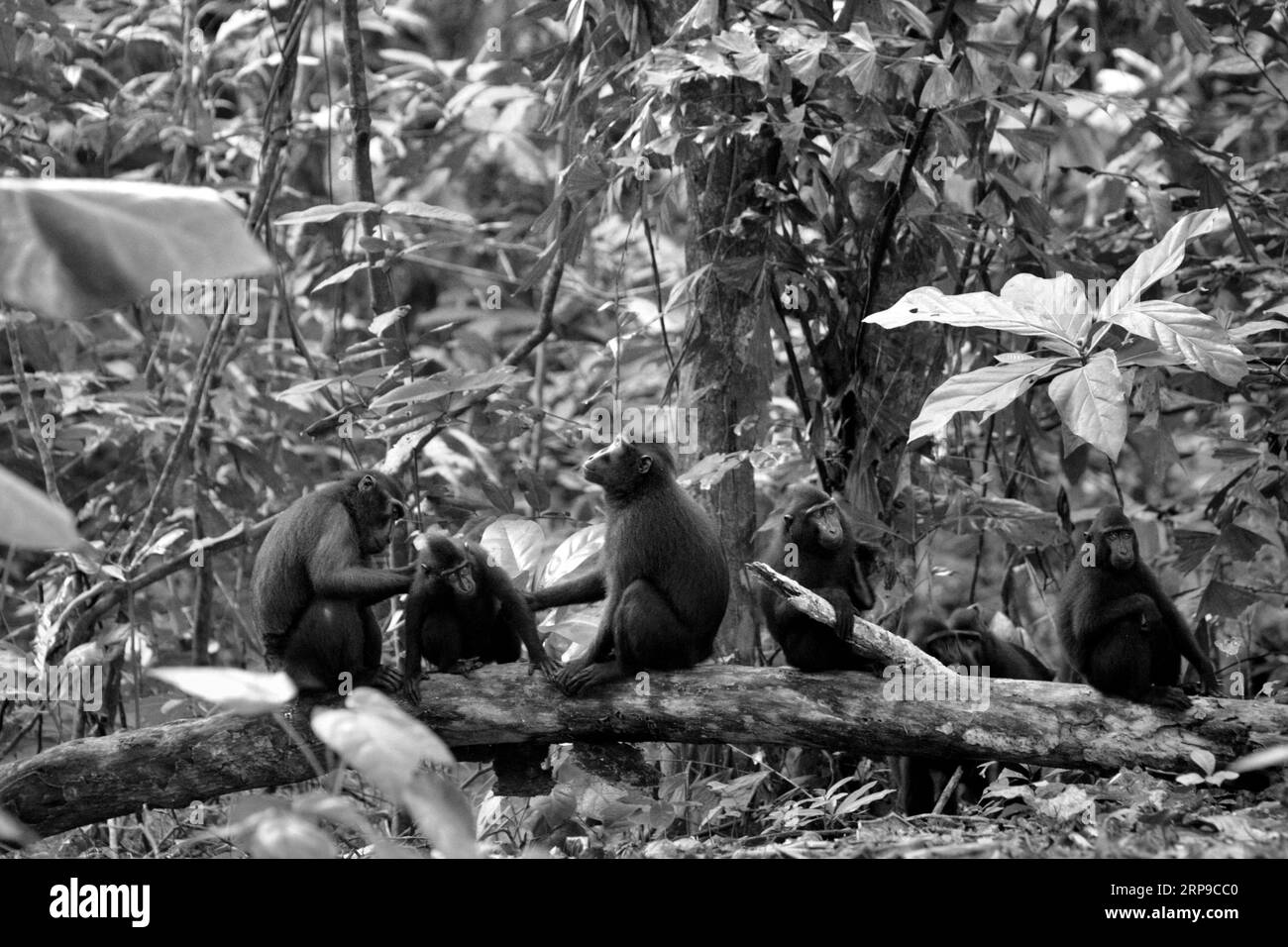 Sulawesi-Makaken (Macaca nigra) pflegen während der sozialen Aktivität im Tangkoko-Wald, Nord-Sulawesi, Indonesien. Klimawandel und Krankheiten stellen eine neue Bedrohung für Primaten dar, während Makaken mit Hauben zu den 10 % der Primatenarten gehören, die besonders anfällig für Dürren sind. Ein kürzlich erschienener Bericht ergab, dass die Temperatur im Tangkoko-Wald tatsächlich steigt und der Fruchtbestand insgesamt zurückgeht. „In einer wärmeren Zukunft müssten sie (Primaten) sich anpassen, sich ausruhen und in den heißesten Tageszeiten im Schatten bleiben. Das könnte bedeuten, weniger oder keine Verpaarung zu suchen,... Stockfoto