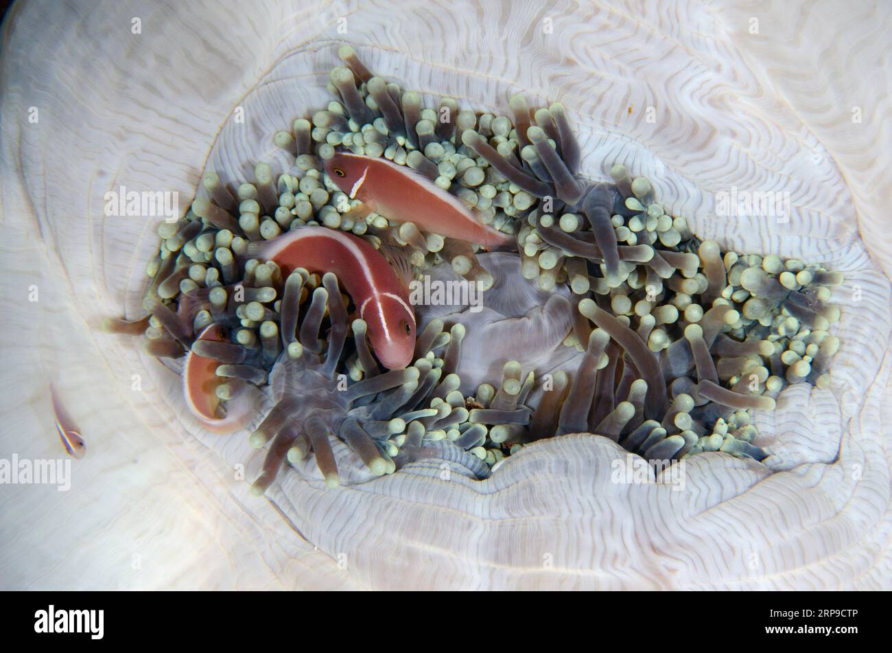 Trio von Pink Anemonefish, Amphiprion periderion, in Magnificent Sea Anemone, Heteractis Magnifica, Nachttauchgang, Sahaung Tauchplatz, Bangka Island, Norden Stockfoto