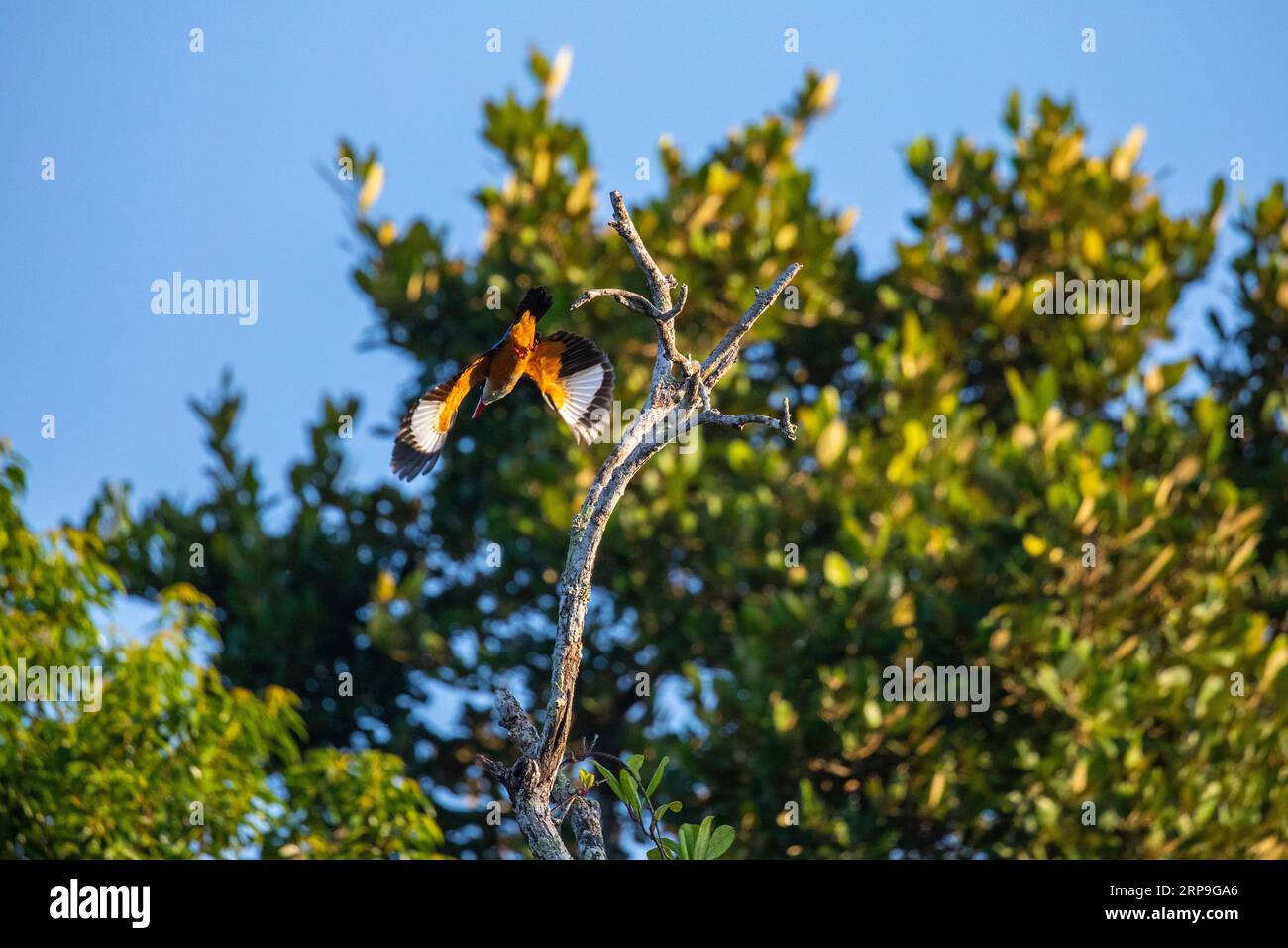 Sundarbans, Bangladesch: Eisvogel mit schwarzer Kappe (Halcyon pileata) auf einem Baum in Sundarbans, UNESCO-Weltkulturerbe und Naturschutzgebiet. IT i Stockfoto