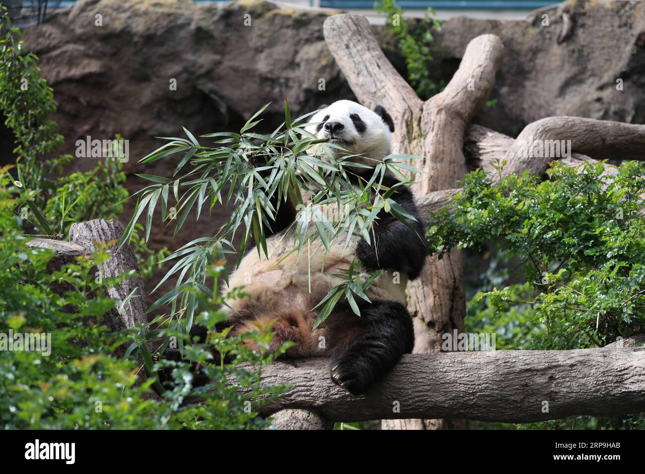 (190407) -- SAN DIEGO, 7. April 2019 (Xinhua) -- Siebenundzwanzig Jahre alte Riesenpanda Bai Yun isst Bambus im San Diego Zoo in San Diego, USA, 6. April 2019. Der San Diego Zoo im US-Bundesstaat Kalifornien veranstaltete am Samstag eine besondere Zeremonie, um ein dreiwöchiges Abschiedsereignis für zwei riesige Pandas auszulösen. Die siebenundzwanzig-jährige Riesenpande Bai Yun und ihr Sohn, der sechsjährige Xiao Liwu, werden Ende April den Zoo verlassen und nach China zurückgeschickt, da die Vereinbarung über einen Schutzkredit mit China beendet ist. (Xinhua/Li Ying) U.S.-CALIFORNIA-SAN DIEGO ZOO-PANDA-FAREWELL ÖFFENTLICHKEIT Stockfoto