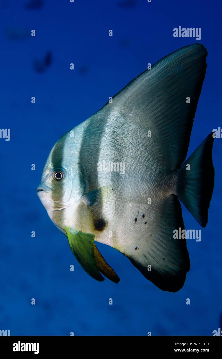 Blunthead Fledermausfische, Platax teira, Tauchplatz Sahaung Pinnacle, Bangka Island, Nord-Sulawesi, Indonesien Stockfoto