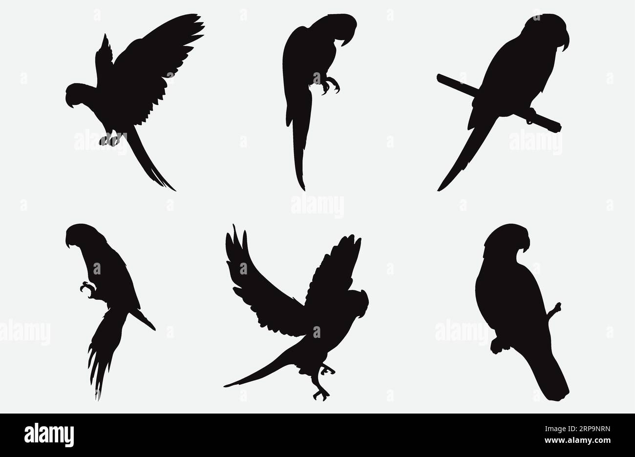 Exquisite Parrot Silhouette Set, anmutige Vogelformen in verschiedenen Posen und Größen, ideal für Kunst-, Design- und Dekorprojekte Stock Vektor