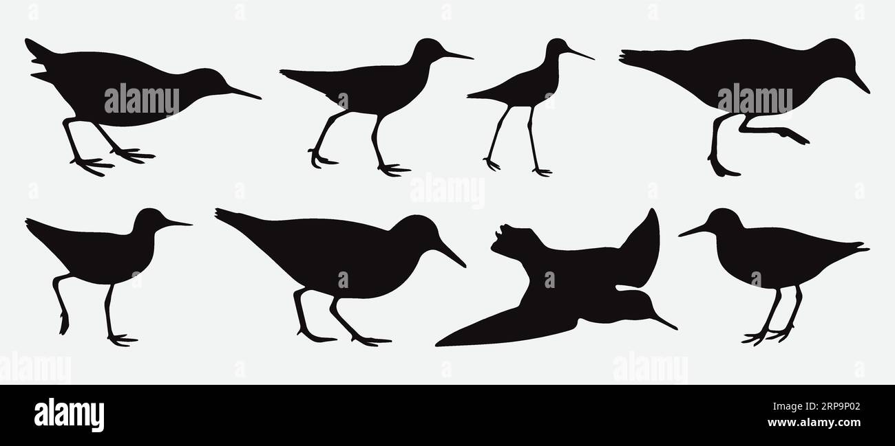 Anmutige Silhouetten von Sandpipers, Coastal Bird Collection in verschiedenen Posen und eleganten Formen Stock Vektor